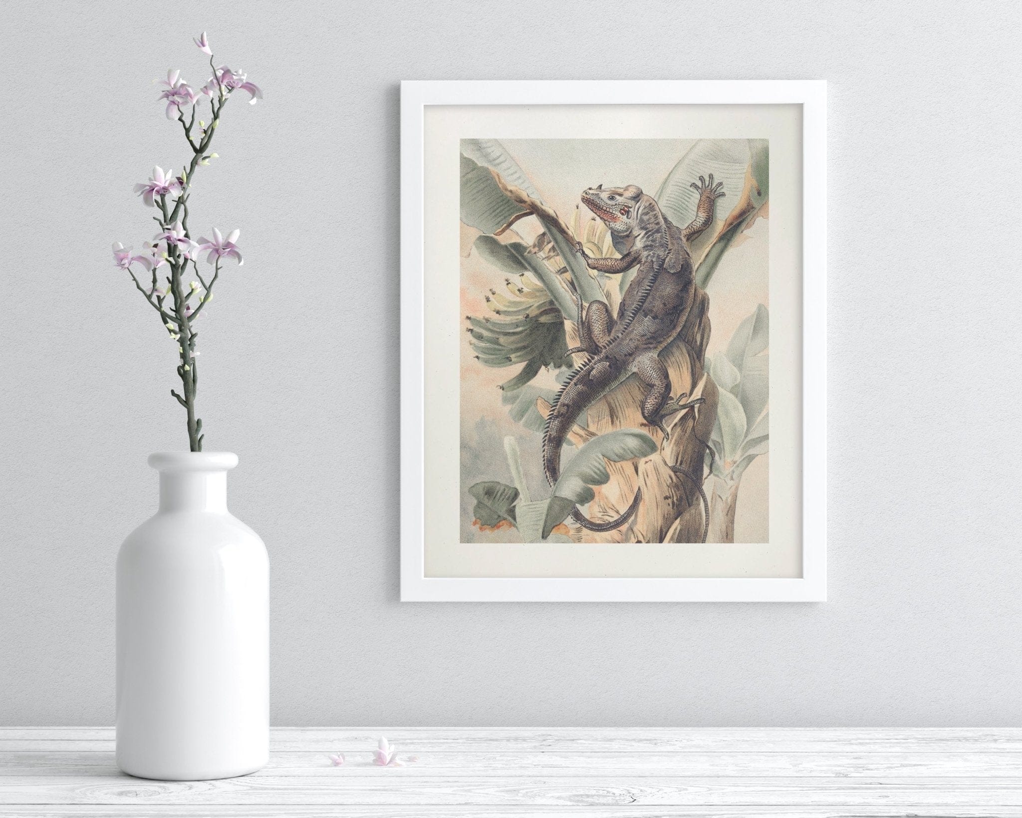 Iguana Scientific Illustration Museum Print - Image 3