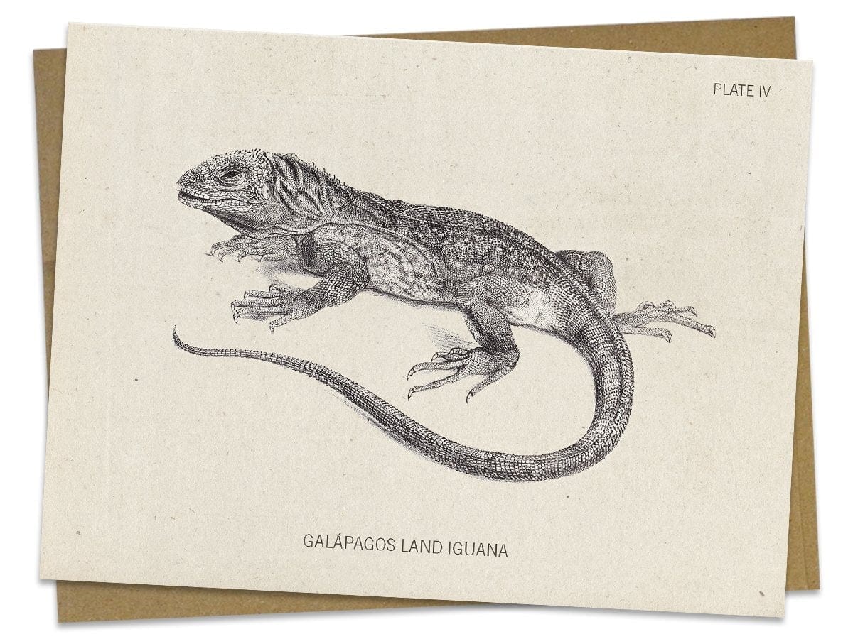 Iguana Greeting Card - Image 2