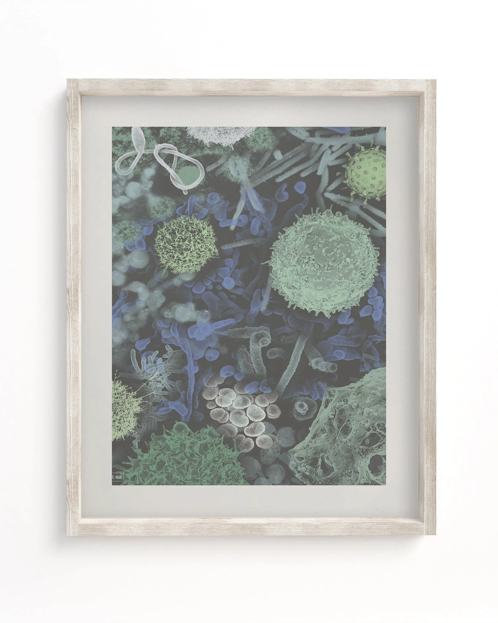 Infectious Disease Scientific Illustration Museum Print