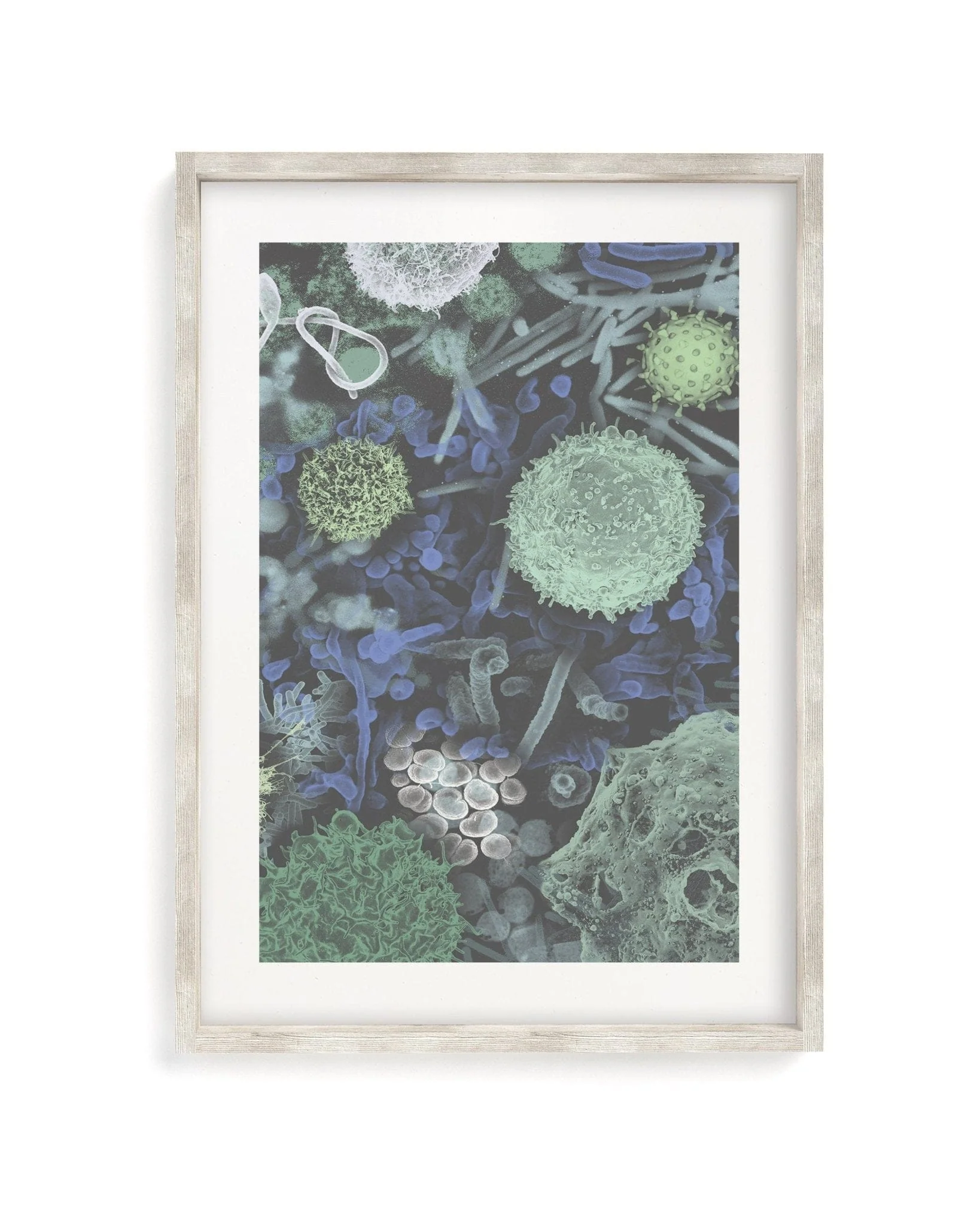 Infectious Disease Scientific Illustration Museum Print - Image 3