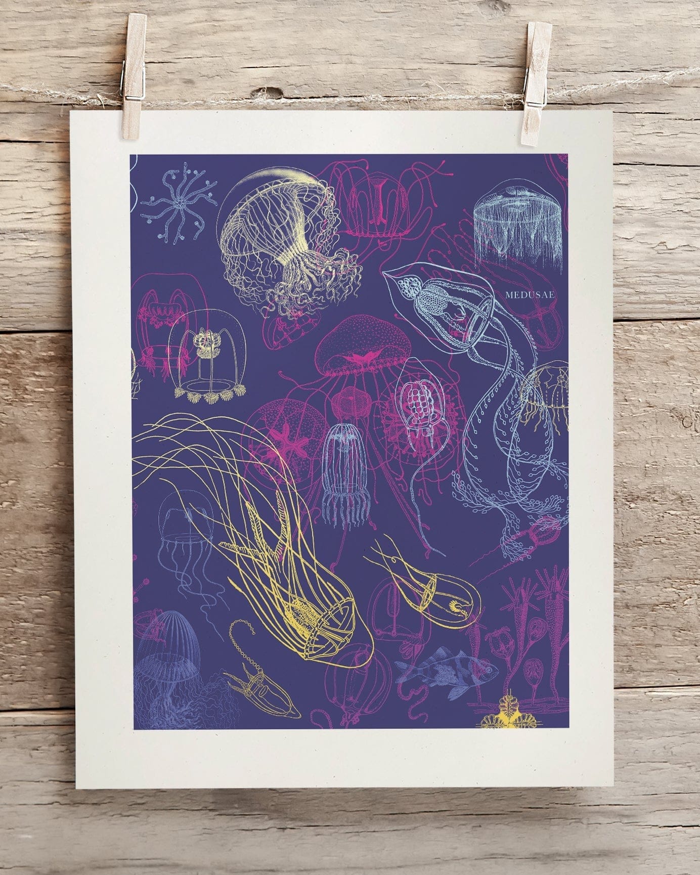 Jellyfish Scientific Illustration Museum Print - Image 2