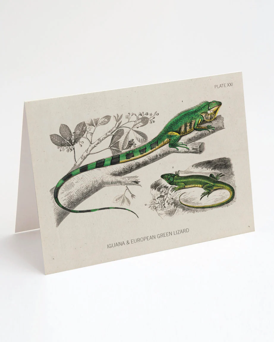 Lizard Greeting Card