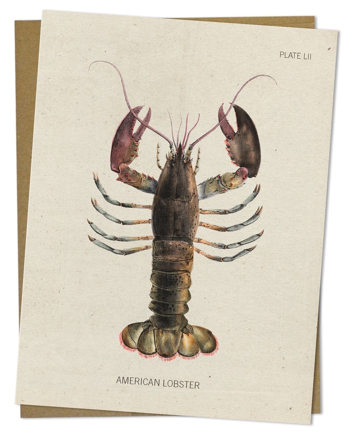 Lobster Greeting Card - Image 2