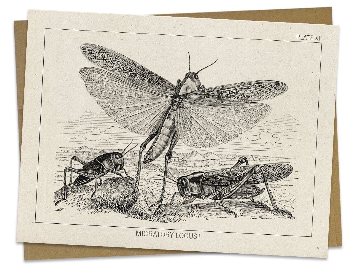 Locust Greeting Card - Image 2