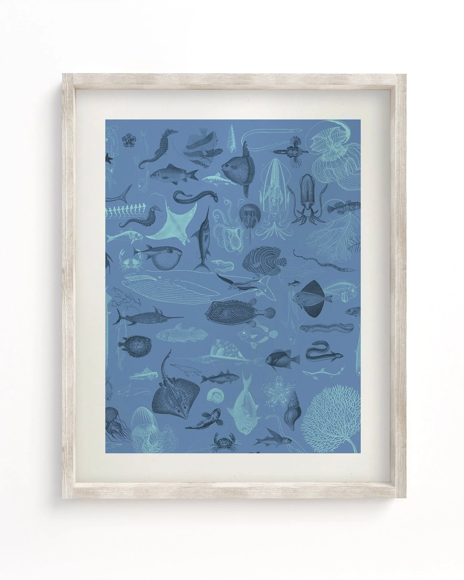 Marine Biology Scientific Illustration Museum Print