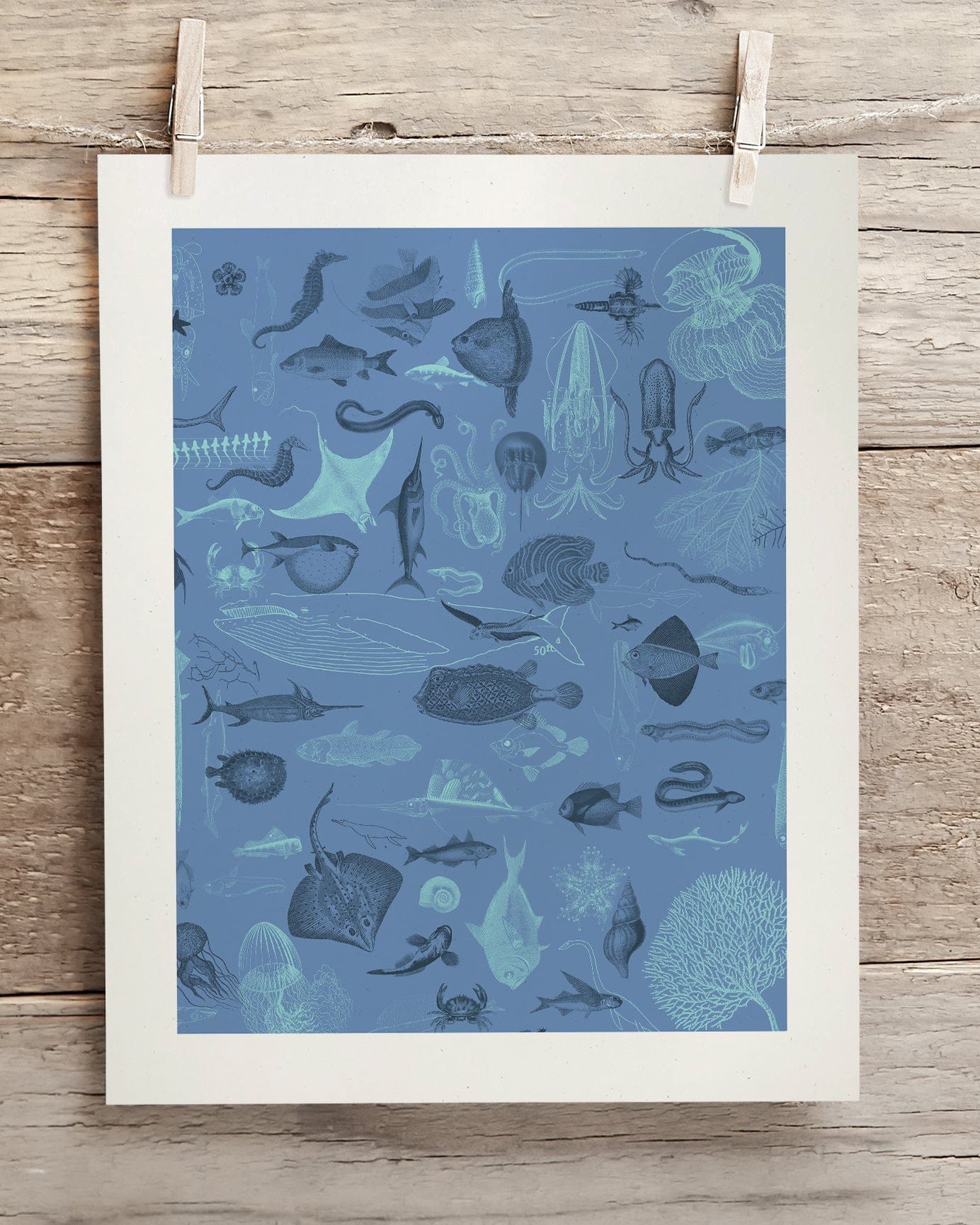 Marine Biology Scientific Illustration Museum Print - Image 2