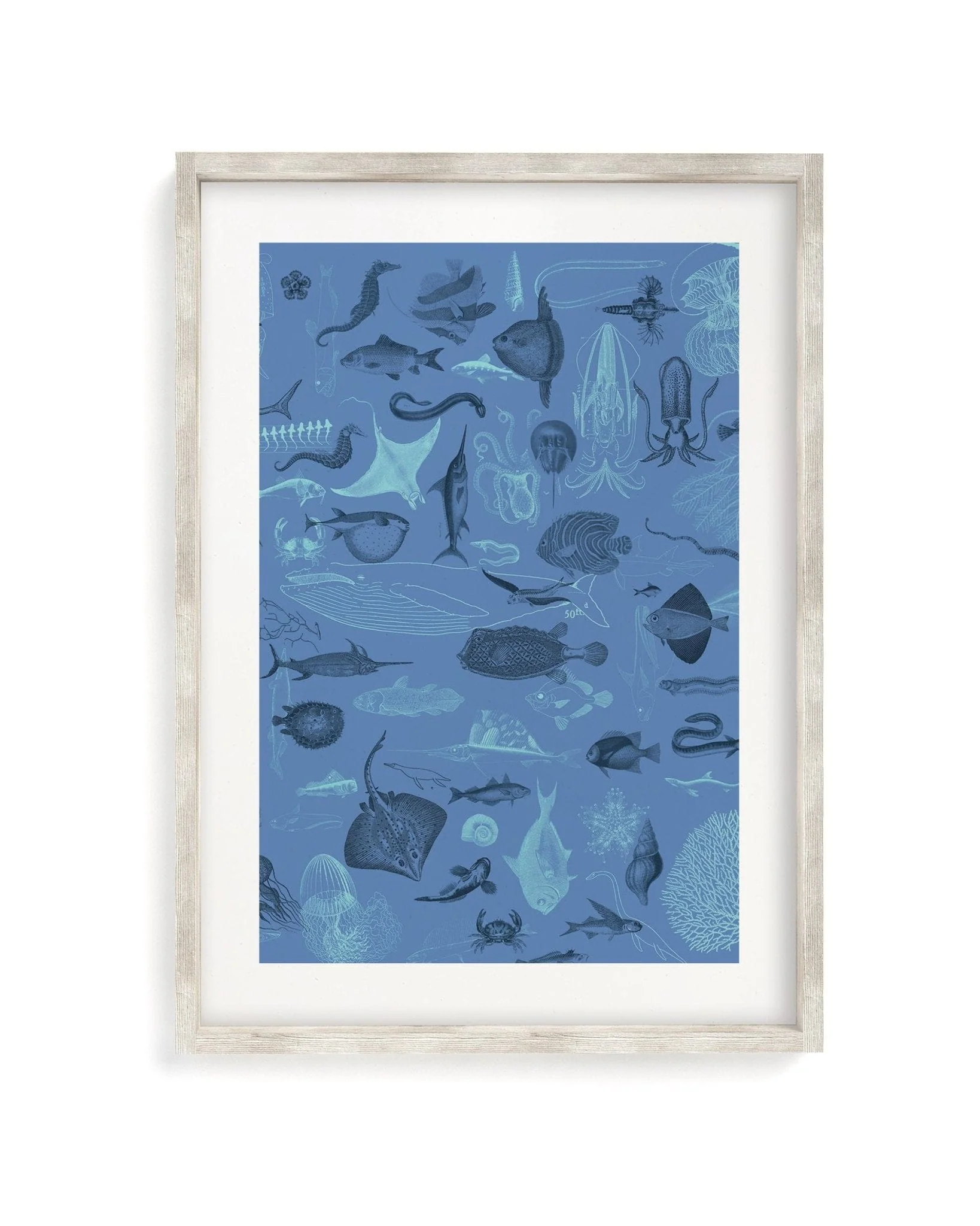 Marine Biology Scientific Illustration Museum Print - Image 4