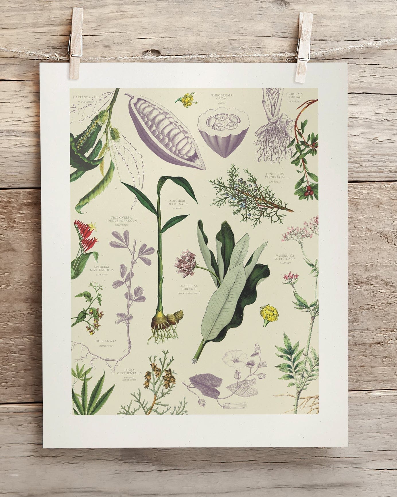 Medicinal Botany Scientific Illustration Museum Print - Image 2