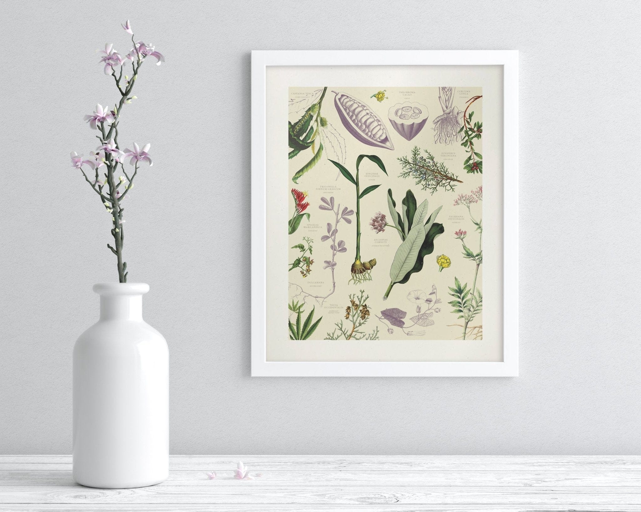 Medicinal Botany Scientific Illustration Museum Print - Image 3