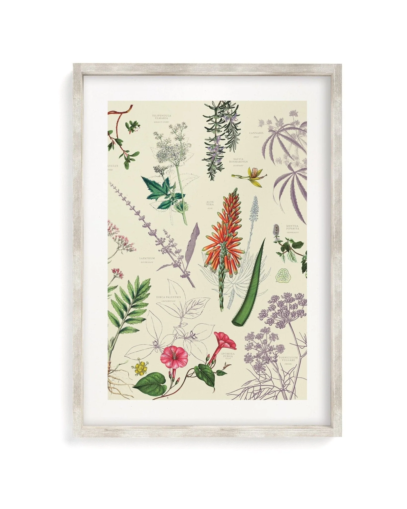 Medicinal Botany Scientific Illustration Museum Print - Image 4