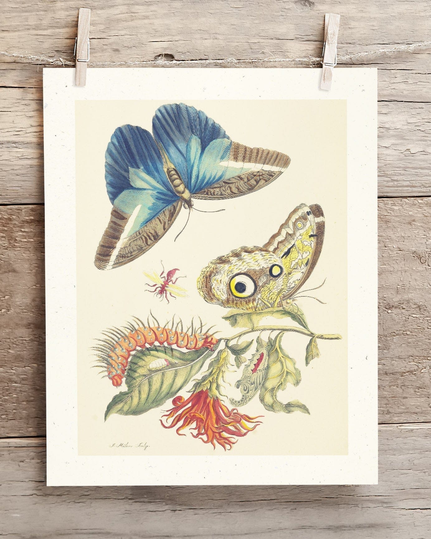 Metamorphosis in Blue by Maria Sibylla Merian Museum Print - Image 2