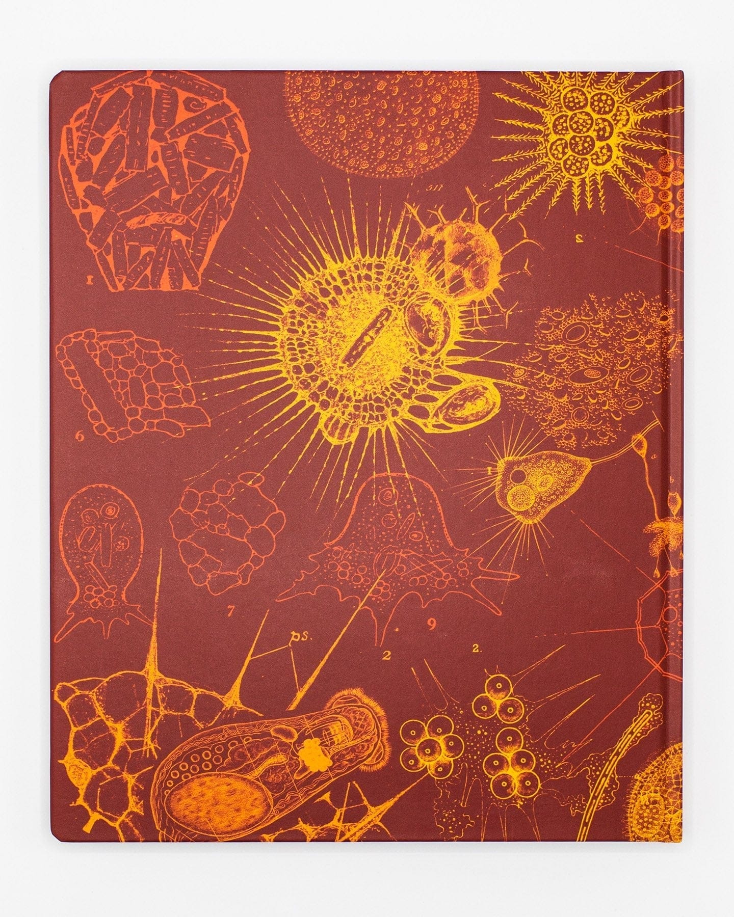 Microbiology Lab Notebook - Image 2