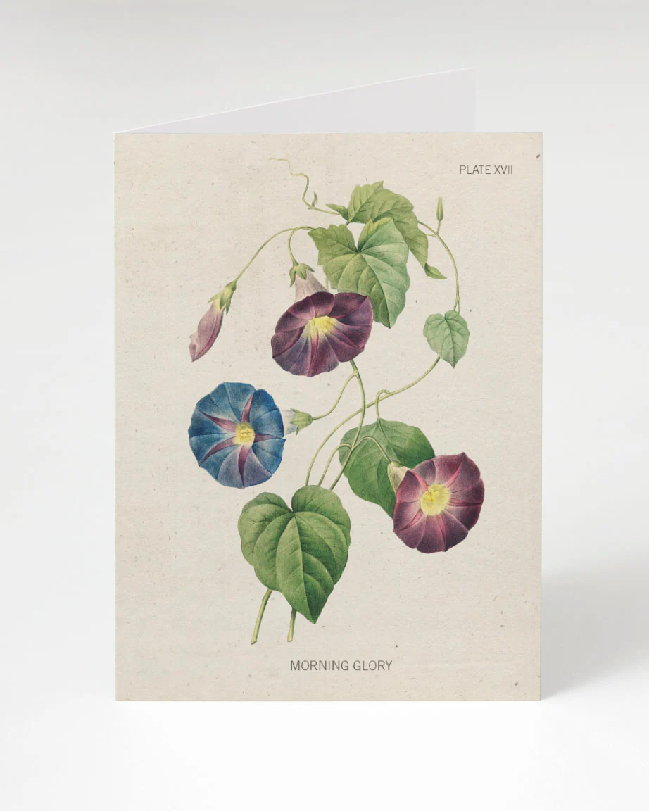 Morning Glory Flower Greeting Card