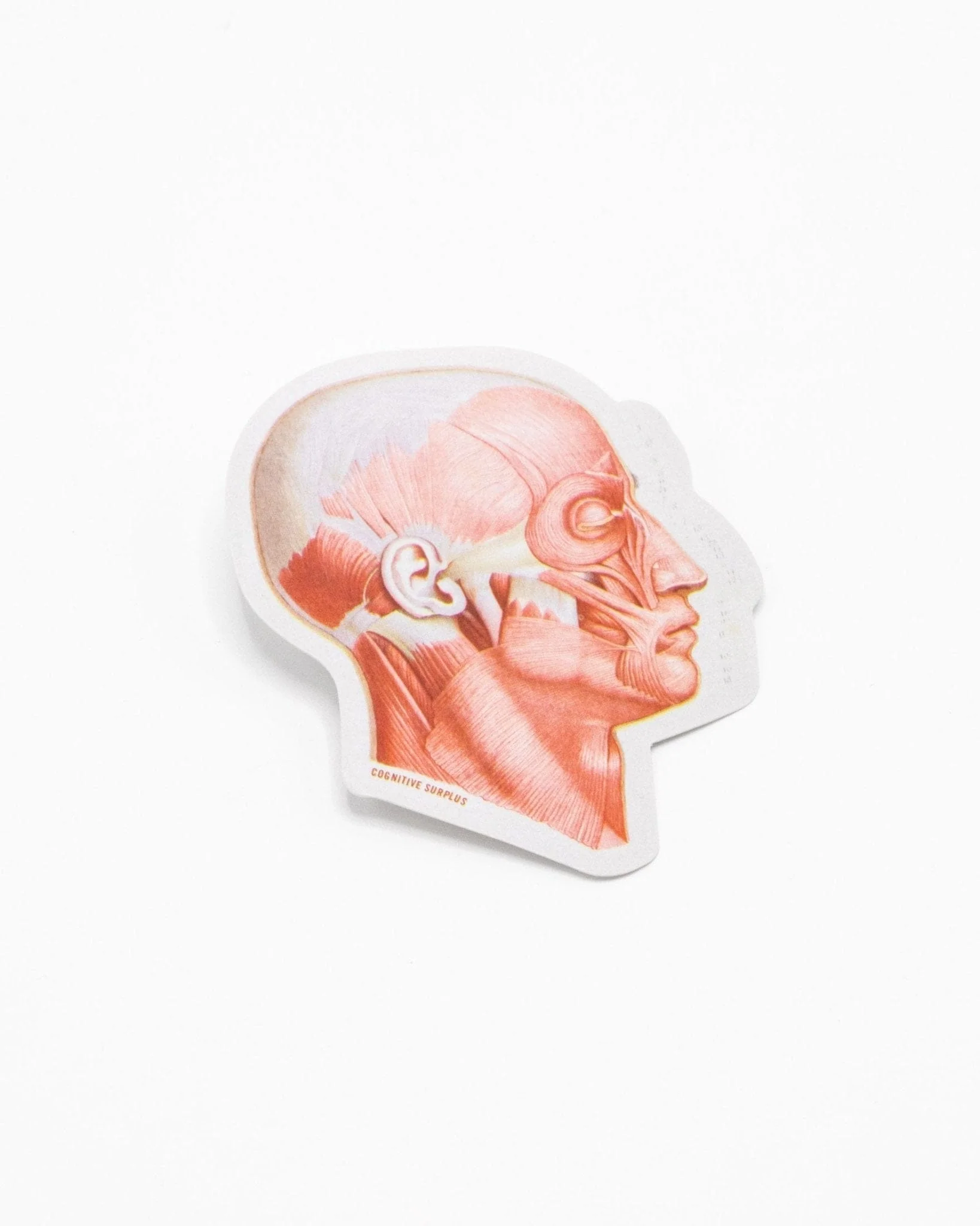 Muscles of the Face Sticker