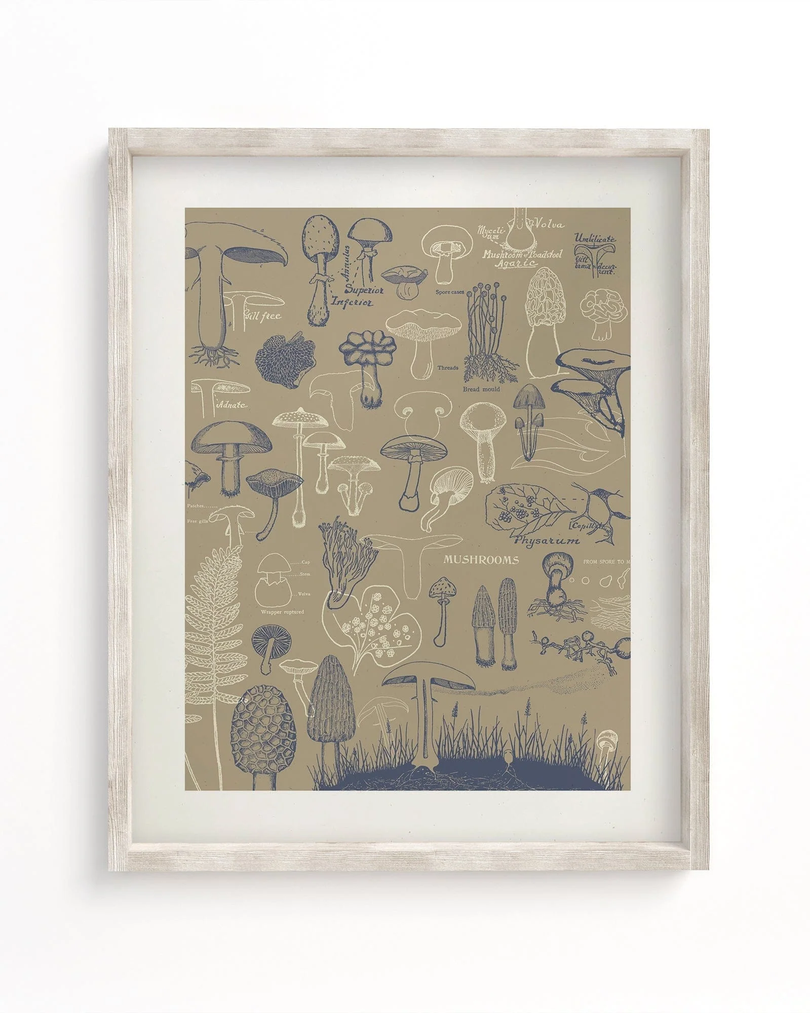 Mushrooms Scientific Illustration Museum Print