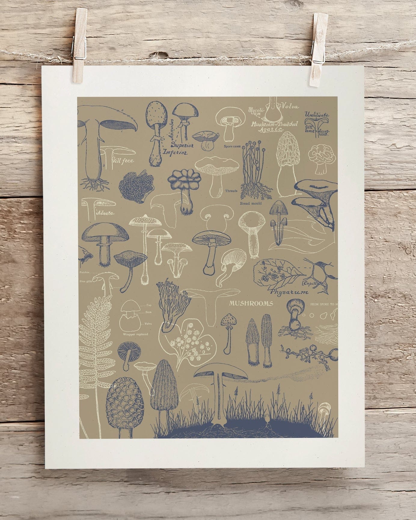 Mushrooms Scientific Illustration Museum Print - Image 2