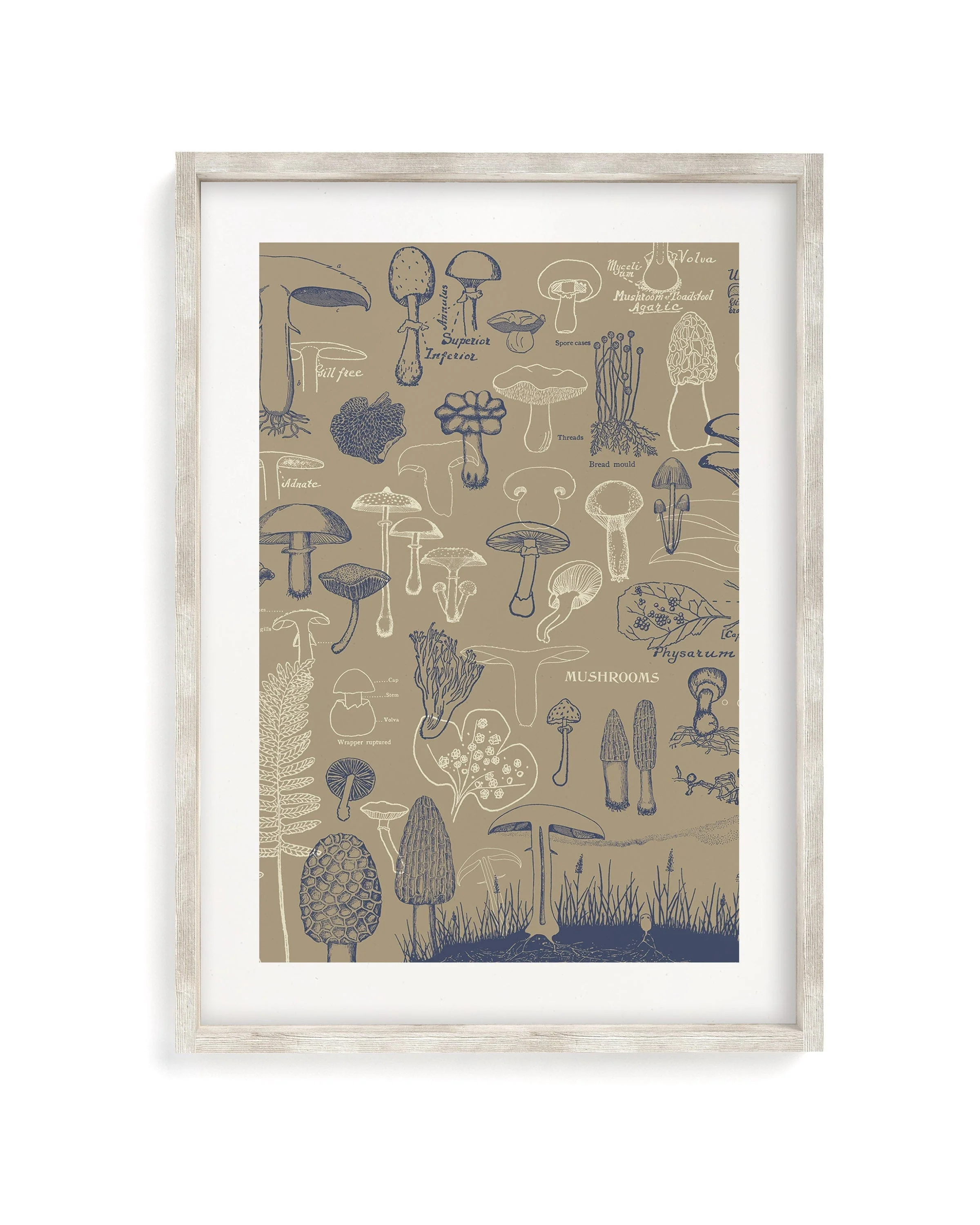 Mushrooms Scientific Illustration Museum Print - Image 4