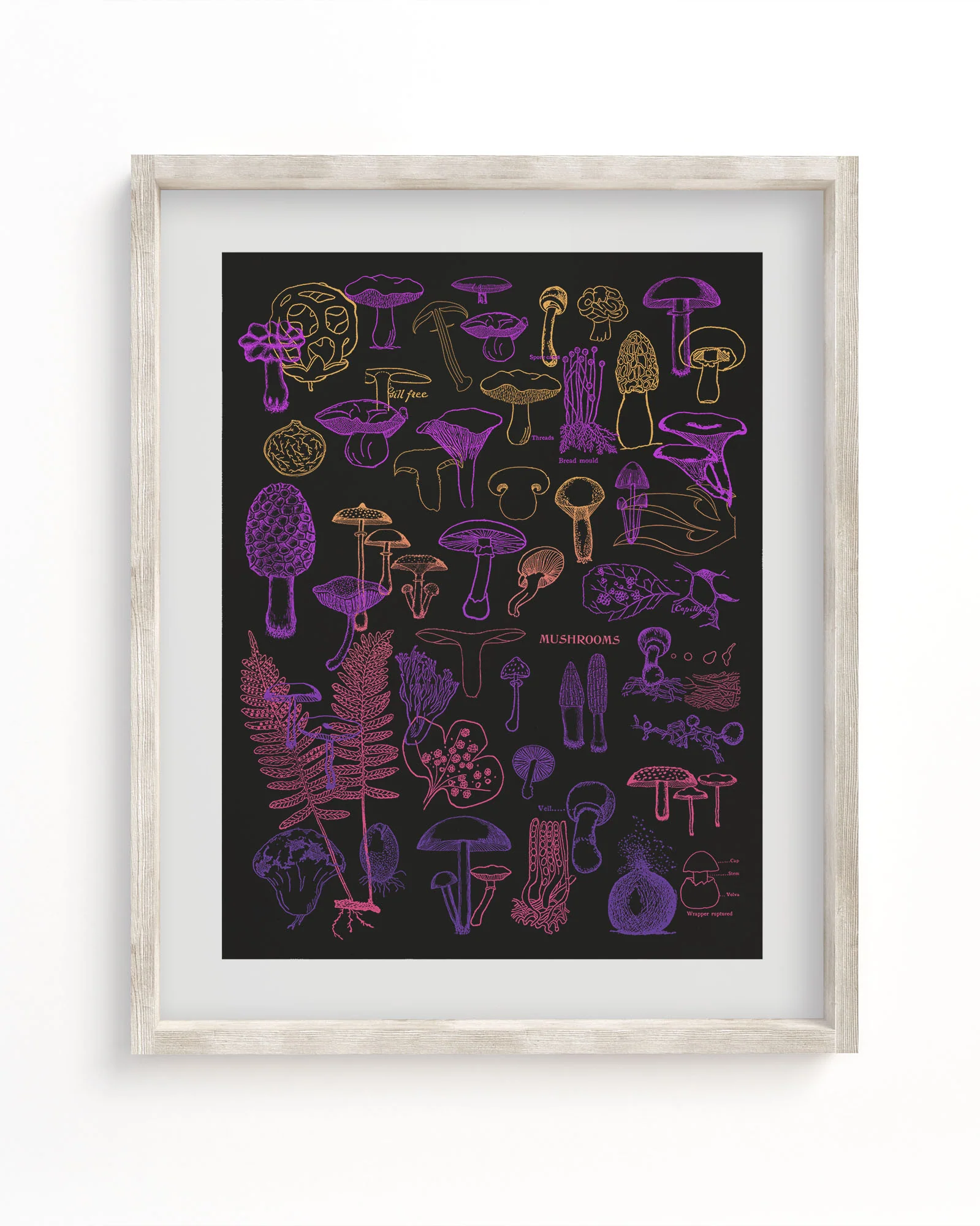Neon Fungi Scientific Illustration Museum Print