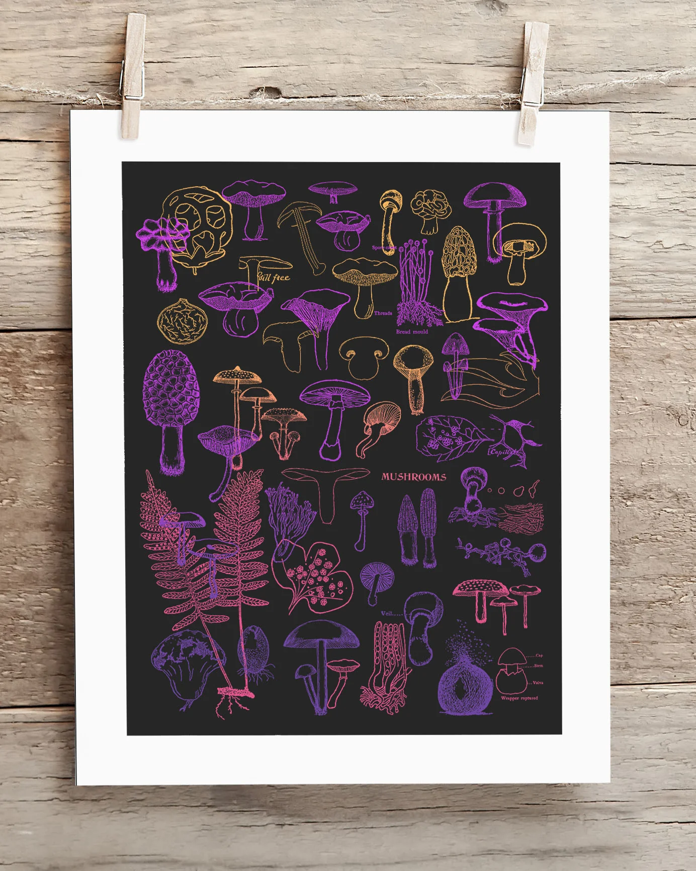 Neon Fungi Scientific Illustration Museum Print - Image 2