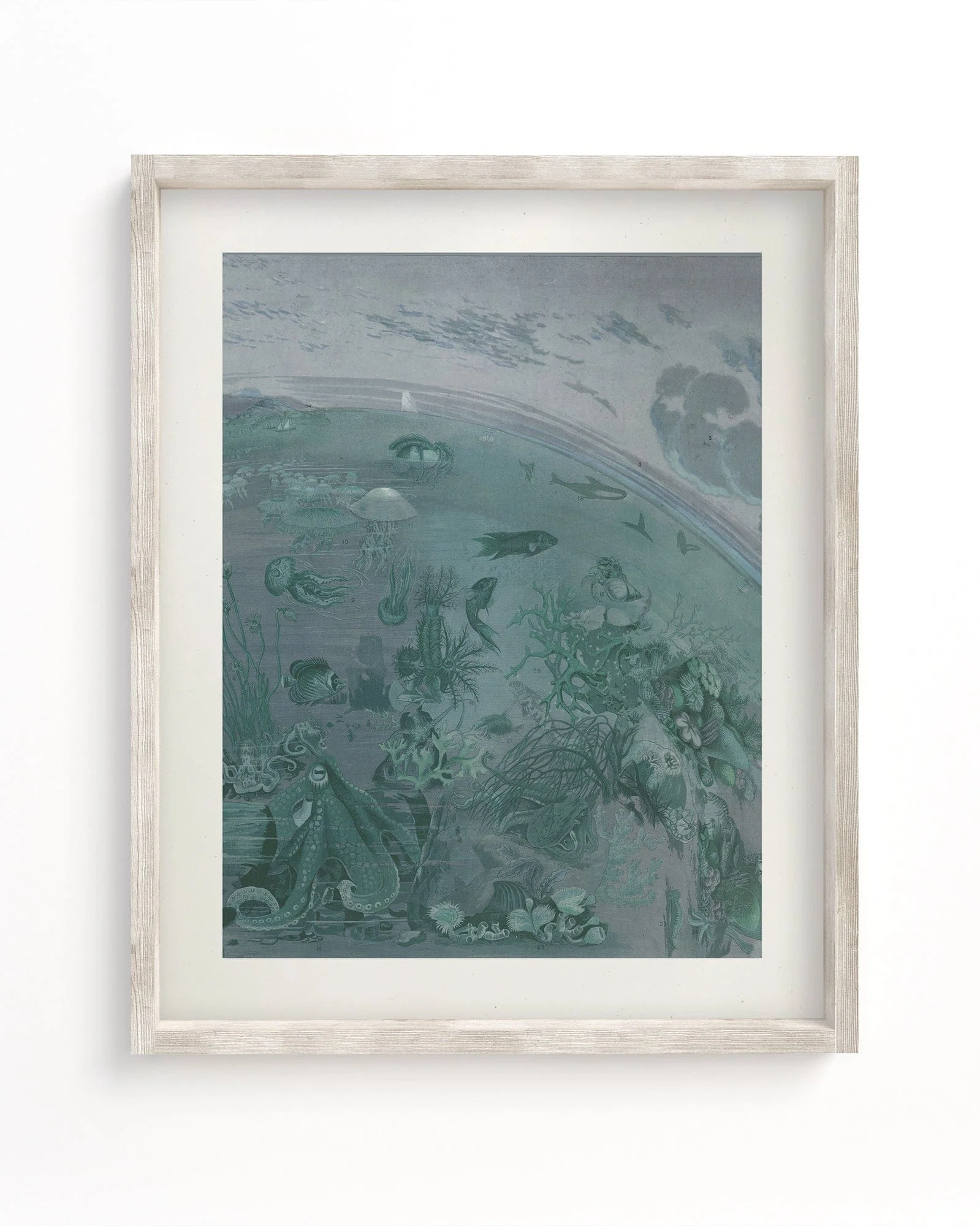 Ocean Planet Scientific Illustration Museum Print