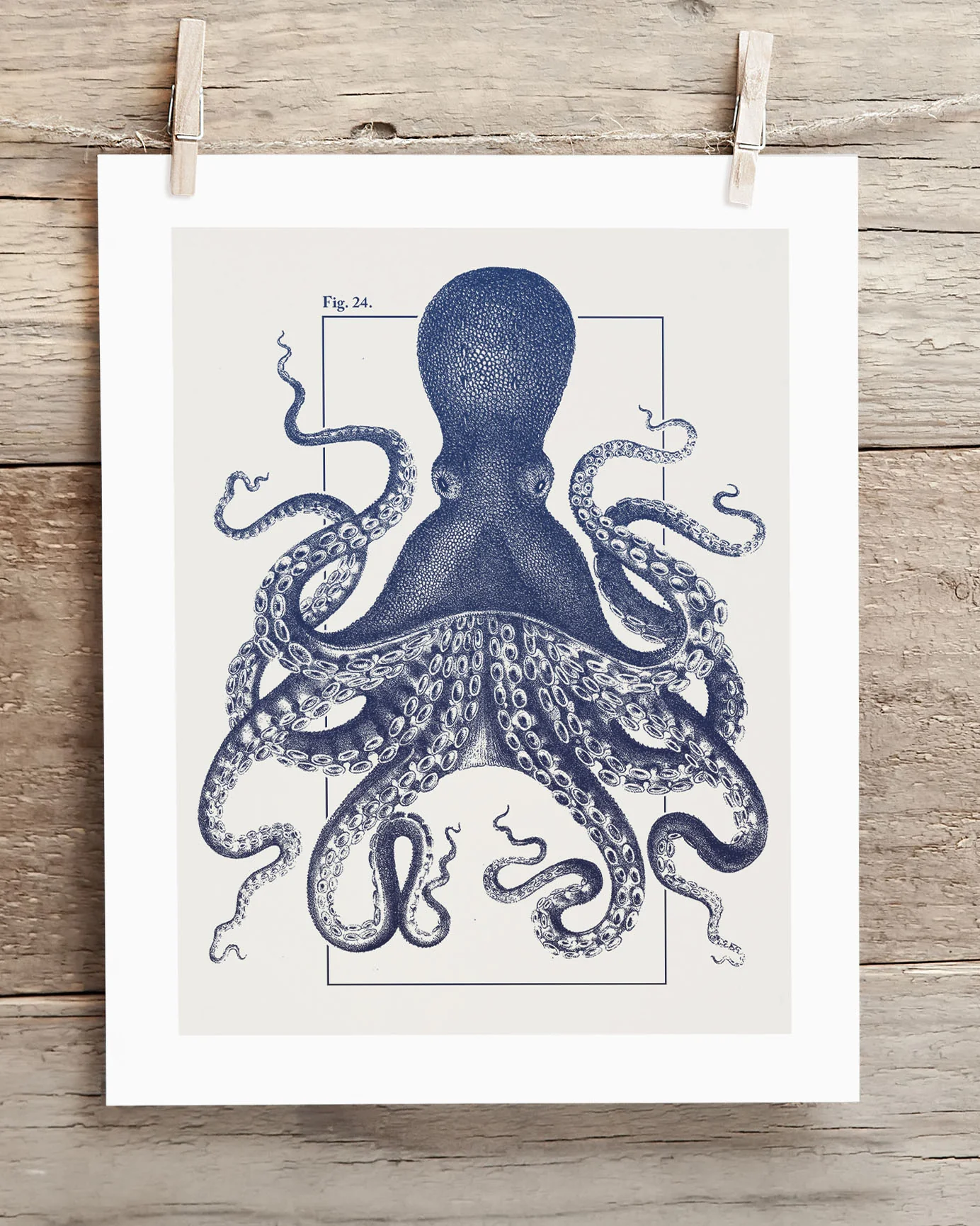 Octopus Scientific Illustration Museum Print - Image 2