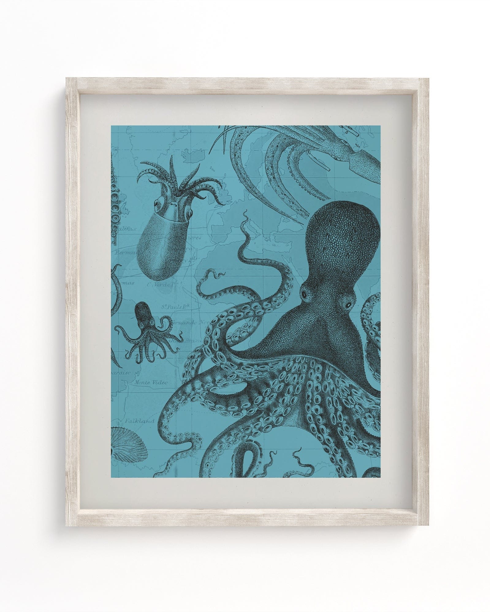 Octopus & Squid Scientific Illustration Museum Print