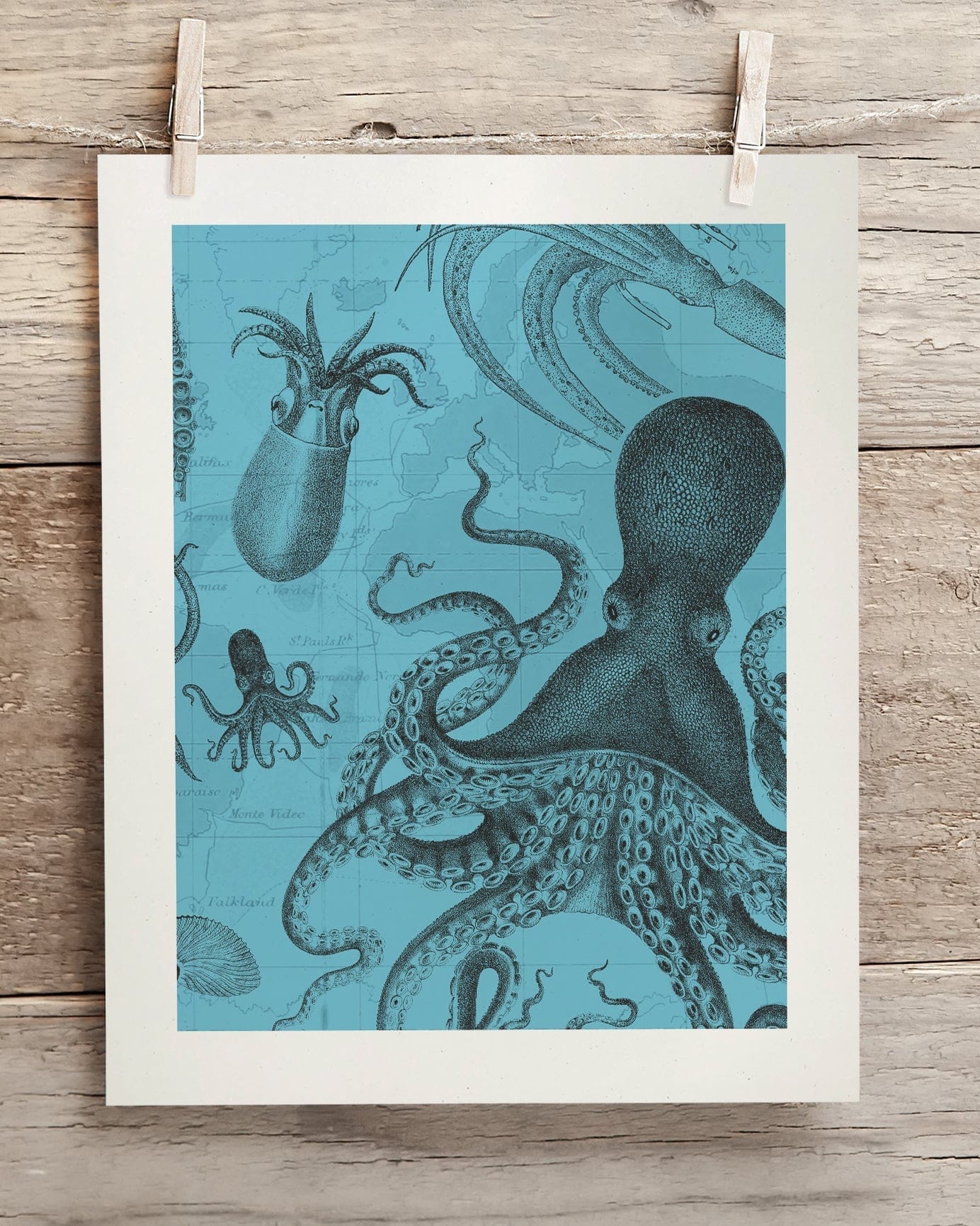 Octopus & Squid Scientific Illustration Museum Print - Image 2