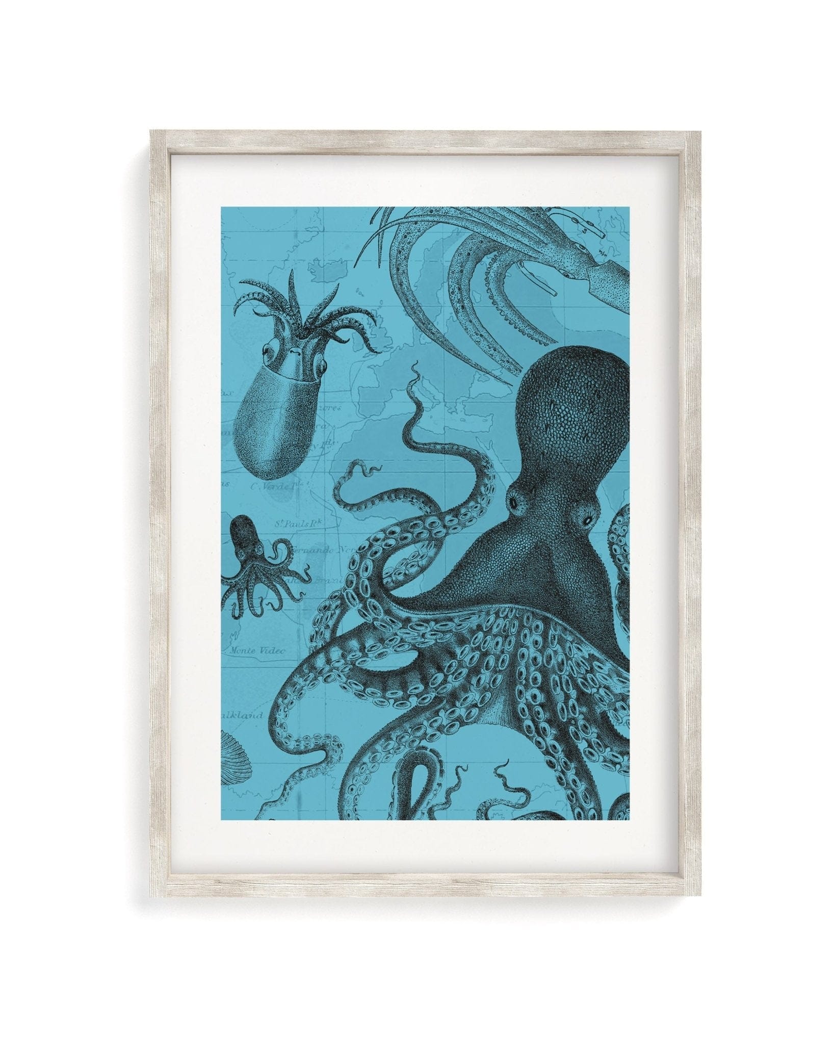 Octopus & Squid Scientific Illustration Museum Print - Image 4