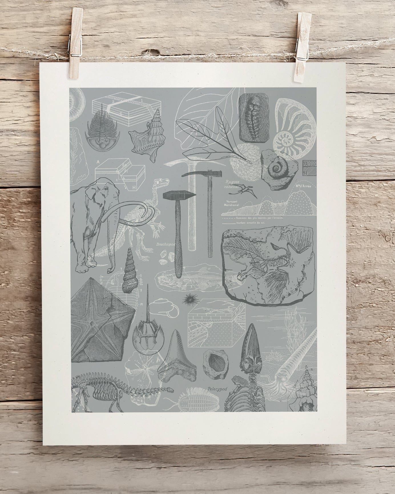 Paleontology Scientific Illustration Museum Print - Image 2