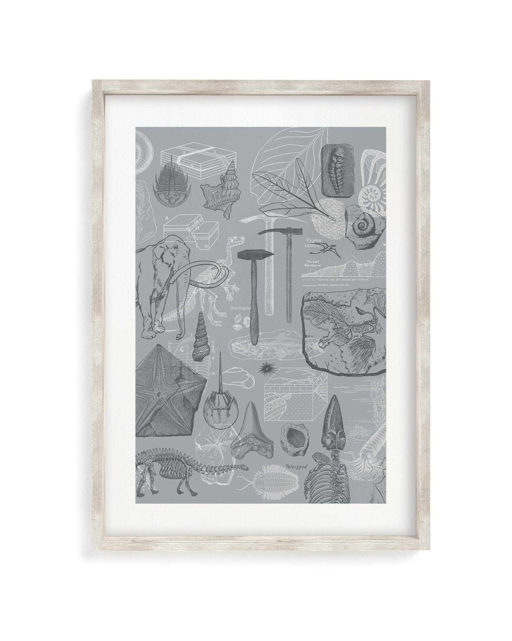 Paleontology Scientific Illustration Museum Print - Image 4