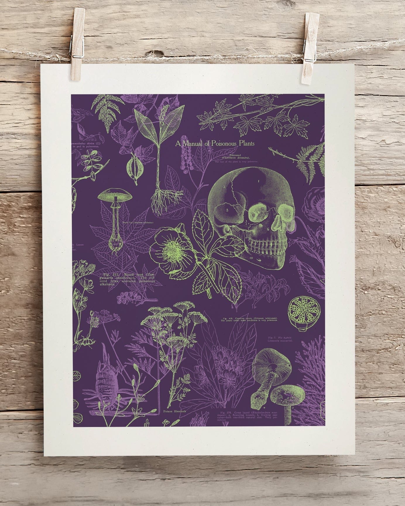 Poisonous Plants Scientific Illustration Museum Print - Image 2
