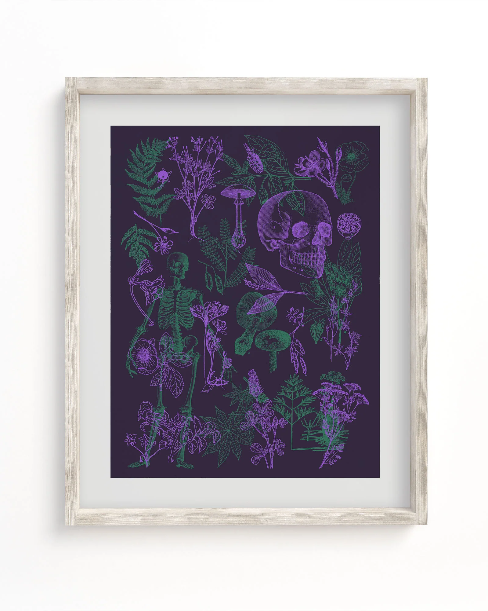 Poisonous Plants Pl 2 Scientific Illustration Museum Print