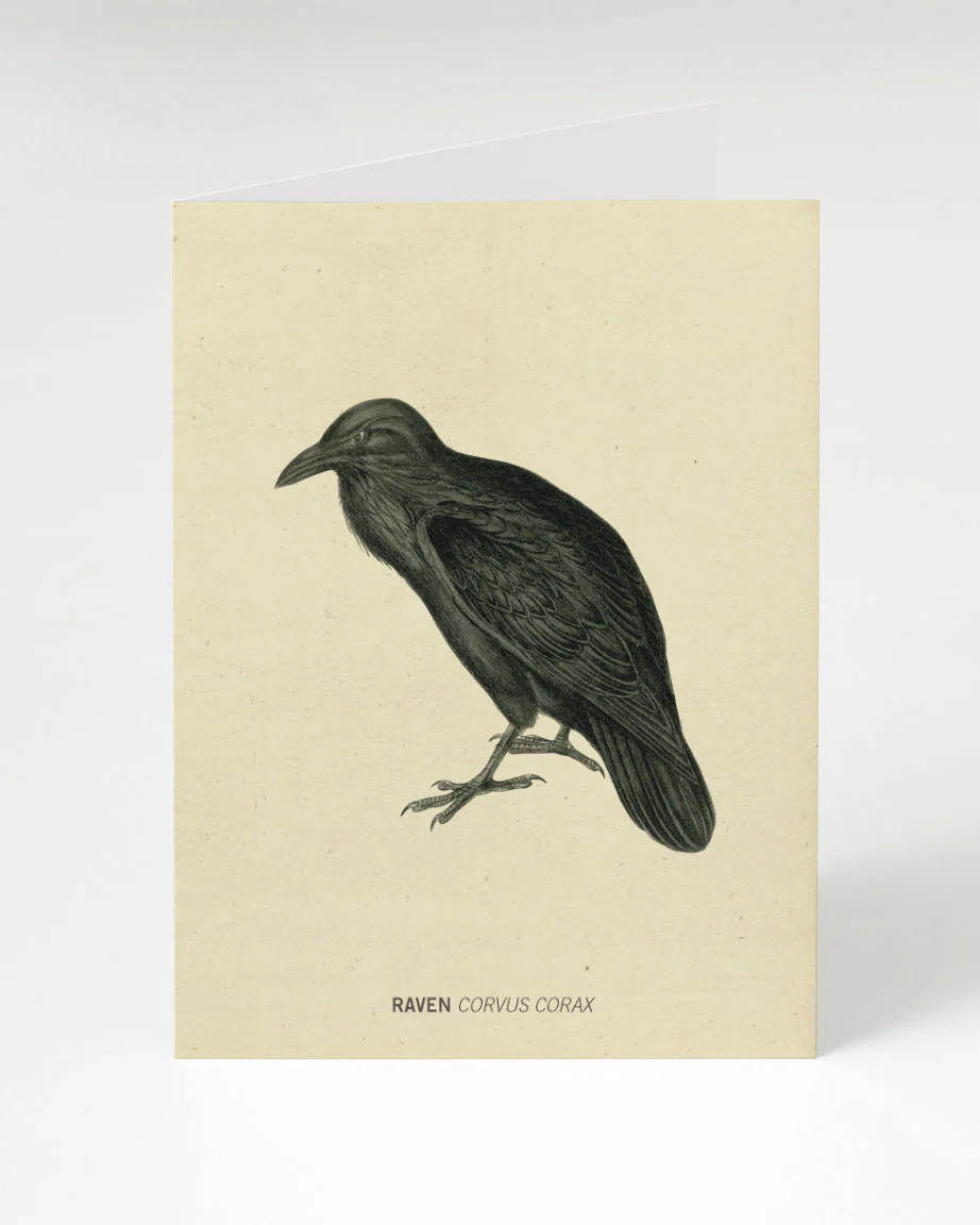 Raven Specimen Greeting Card