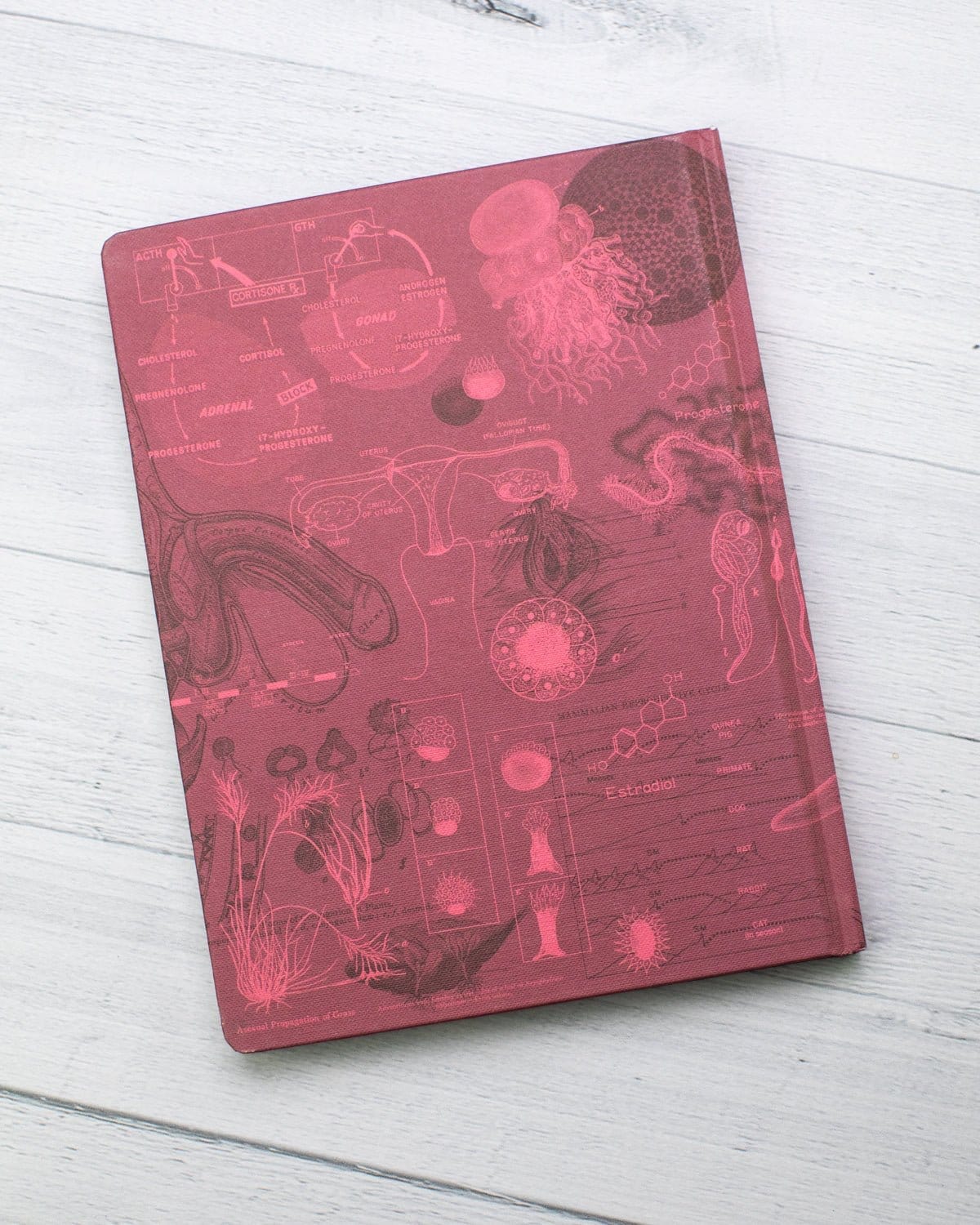 Reproduction Hardcover Notebook - Lined/Grid - Image 6