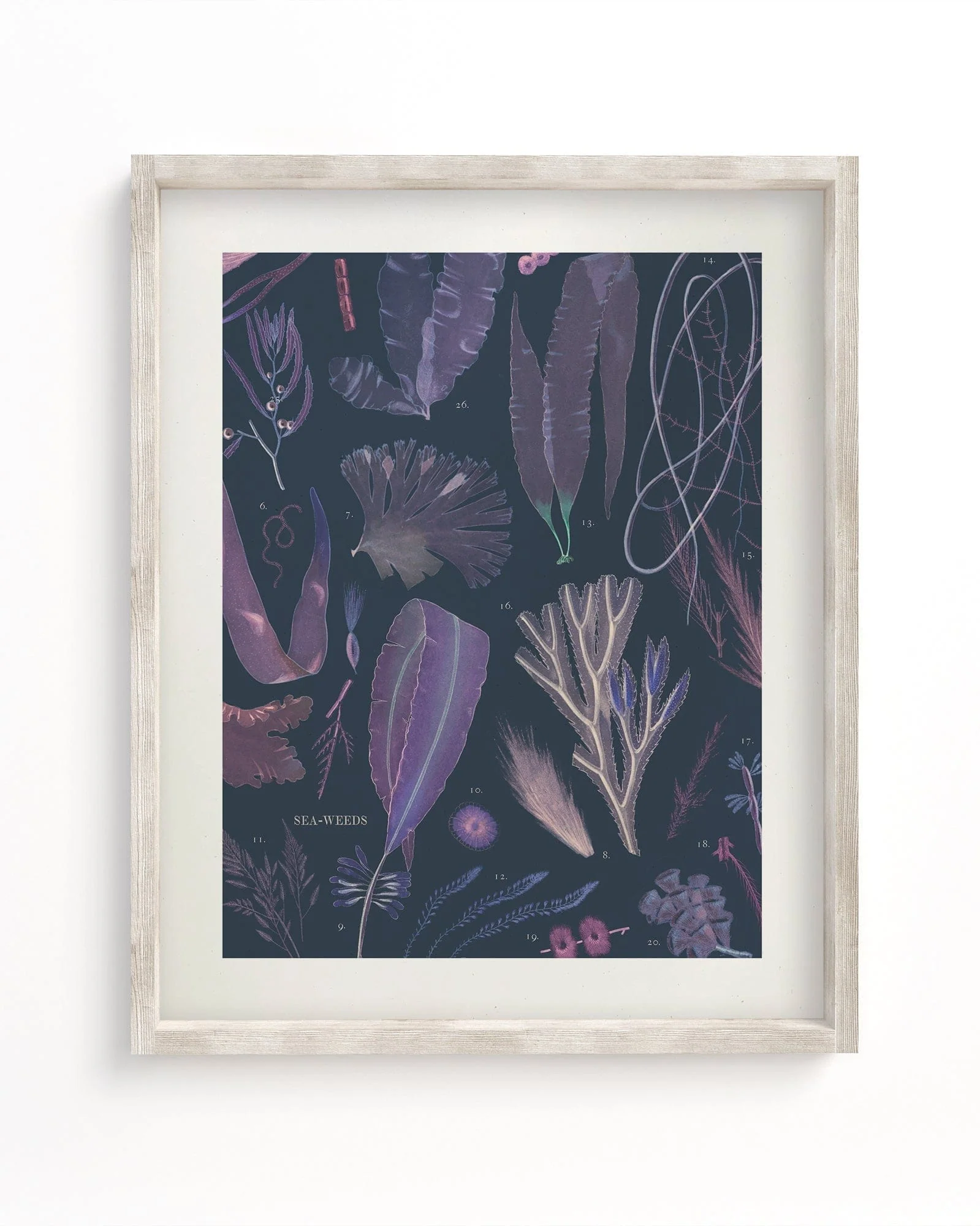 Seaweed Scientific Illustration Museum Print