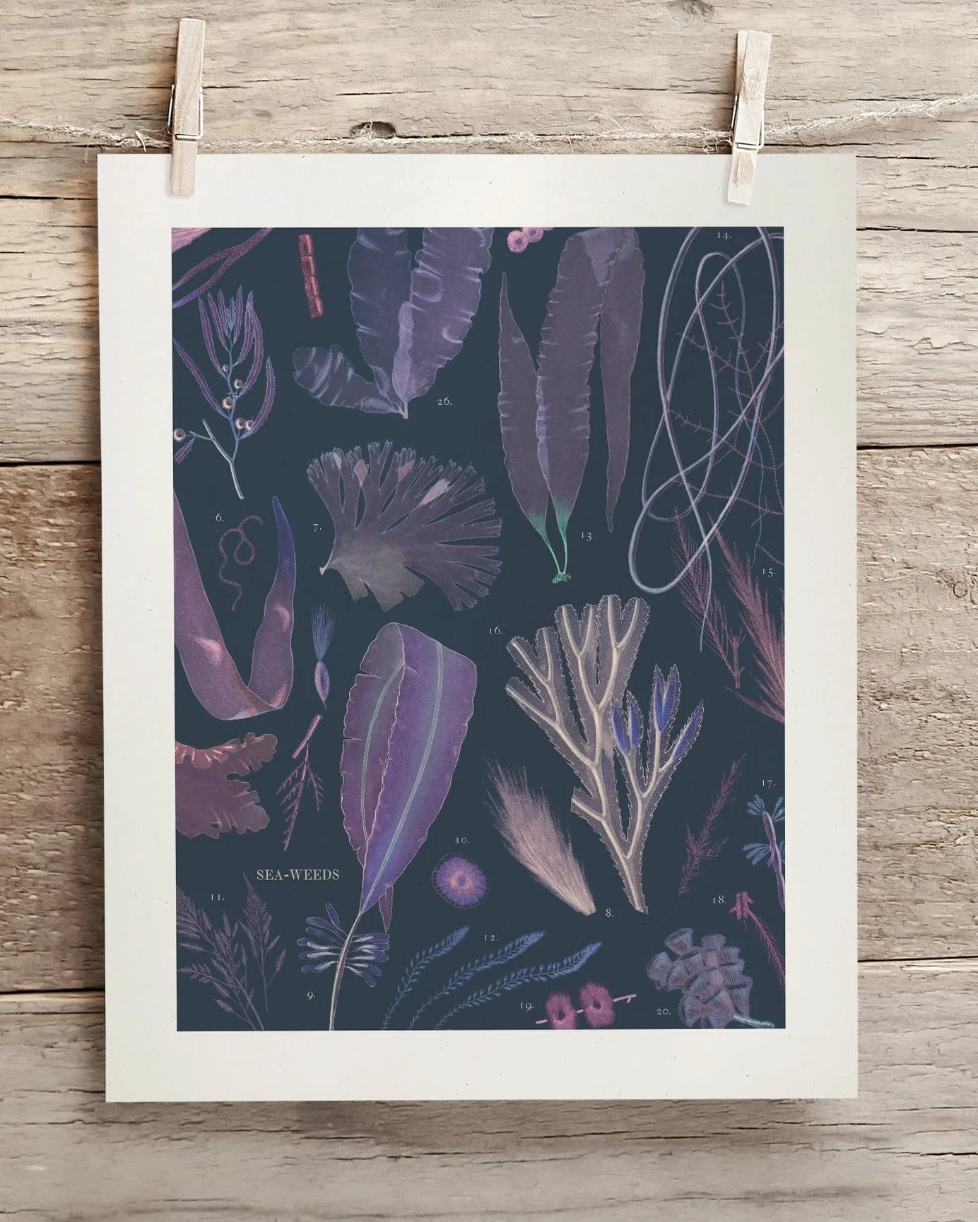 Seaweed Scientific Illustration Museum Print - Image 2