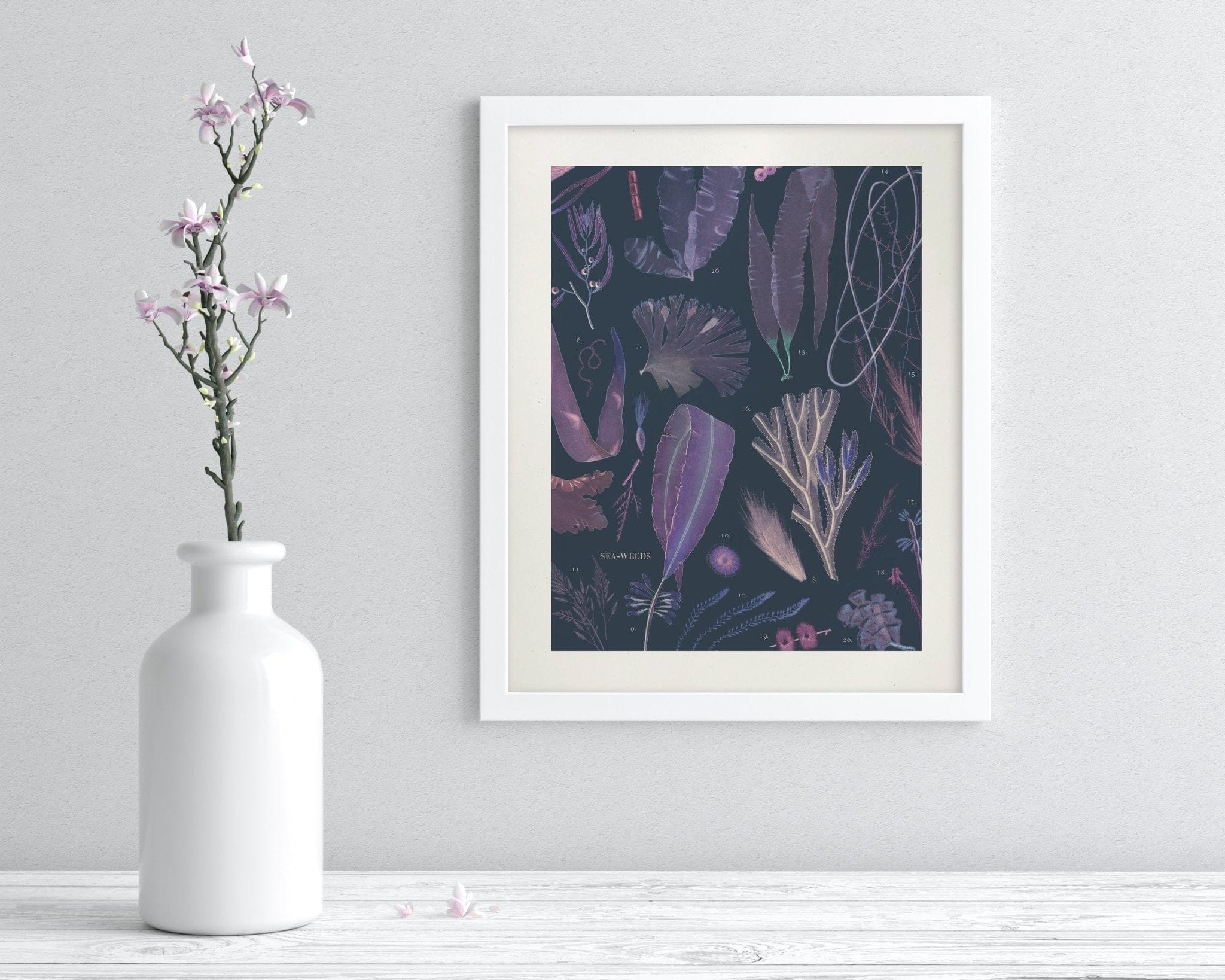 Seaweed Scientific Illustration Museum Print - Image 3