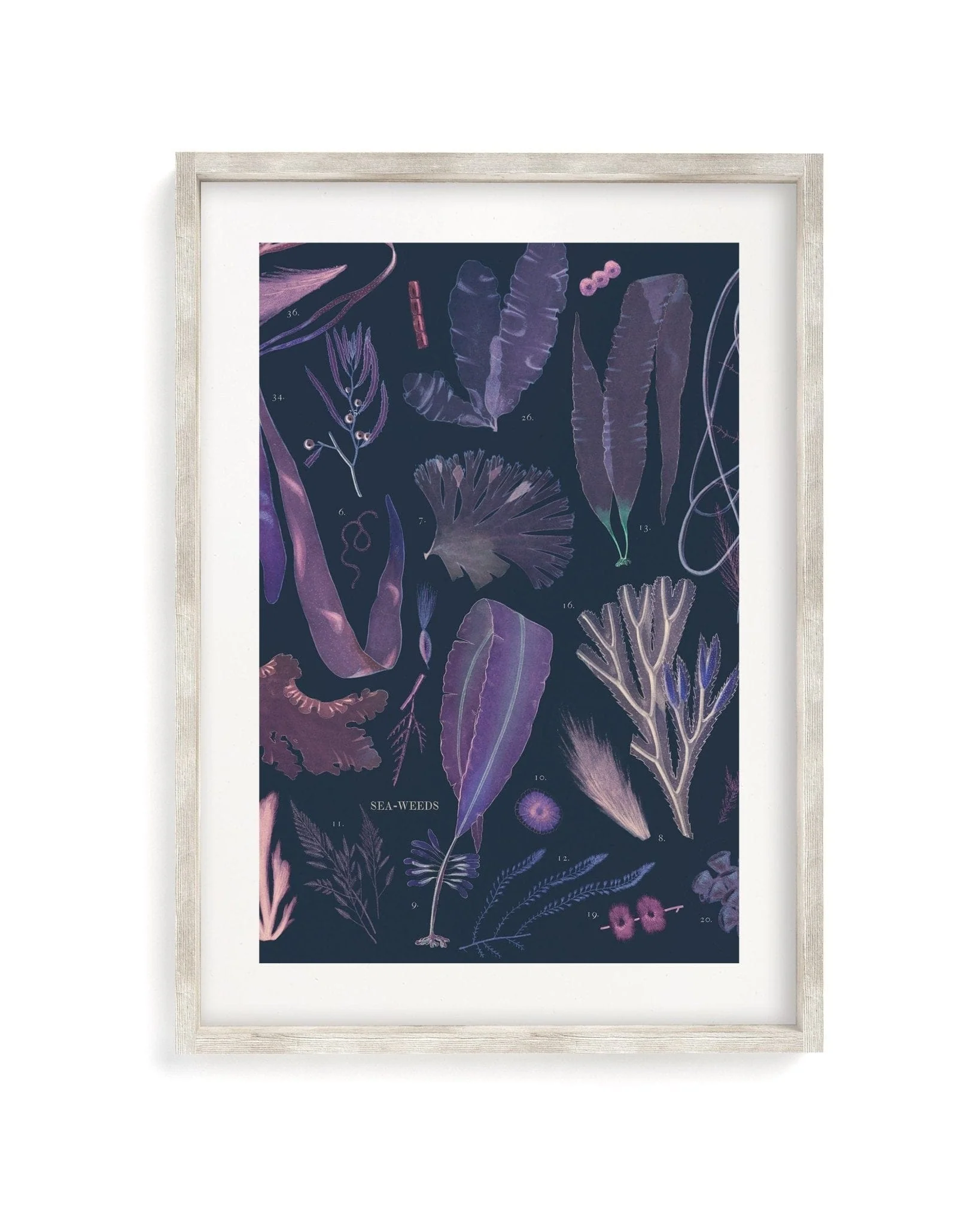 Seaweed Scientific Illustration Museum Print - Image 4