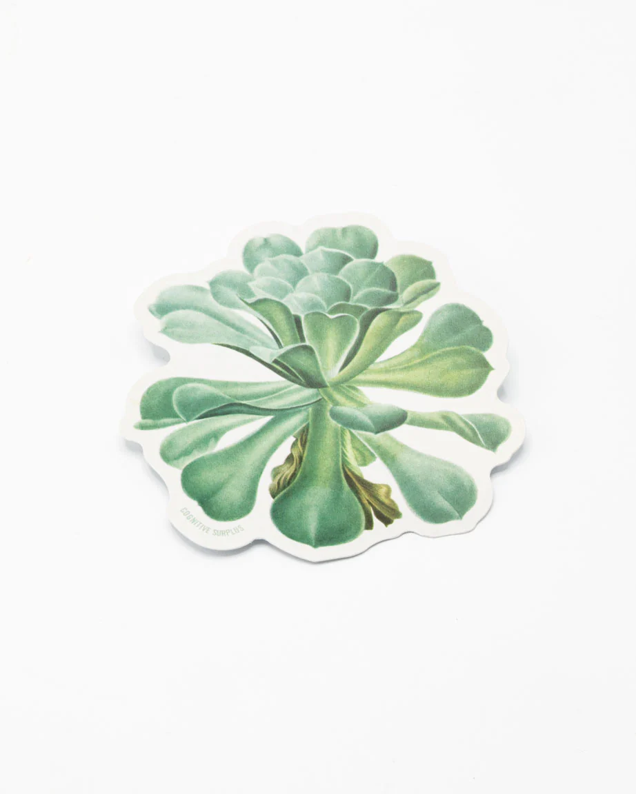Sempervivum Canariense Succulent Sticker