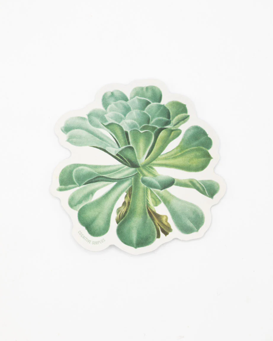 Sempervivum Canariense Succulent Sticker - Image 2