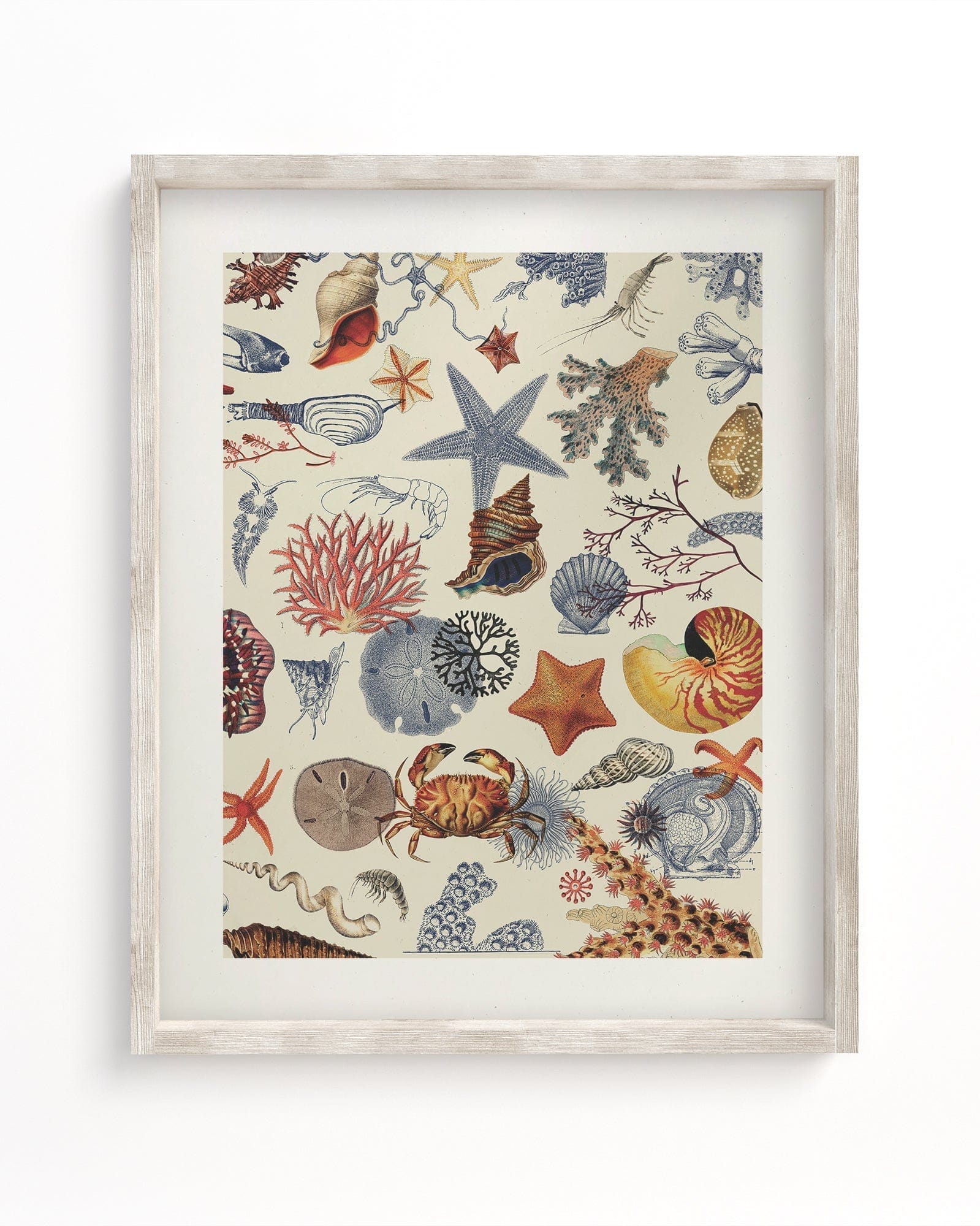 Shallow Seas Scientific Illustration Museum Print