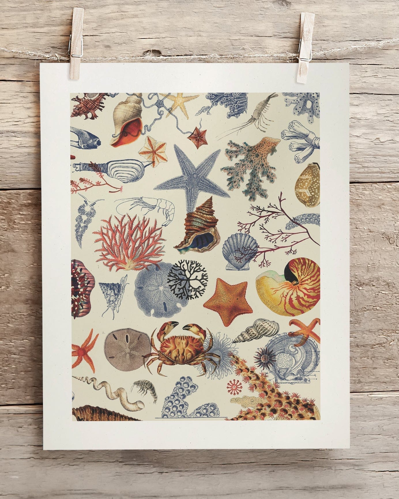 Shallow Seas Scientific Illustration Museum Print - Image 2