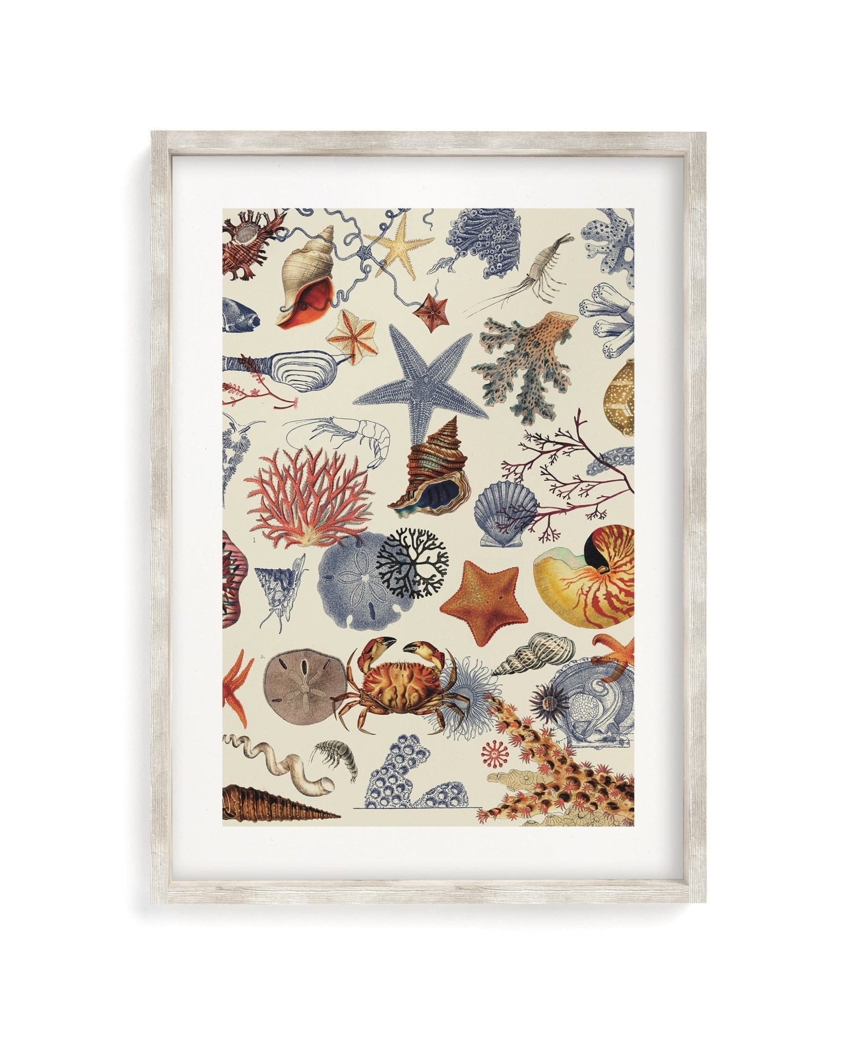 Shallow Seas Scientific Illustration Museum Print - Image 4