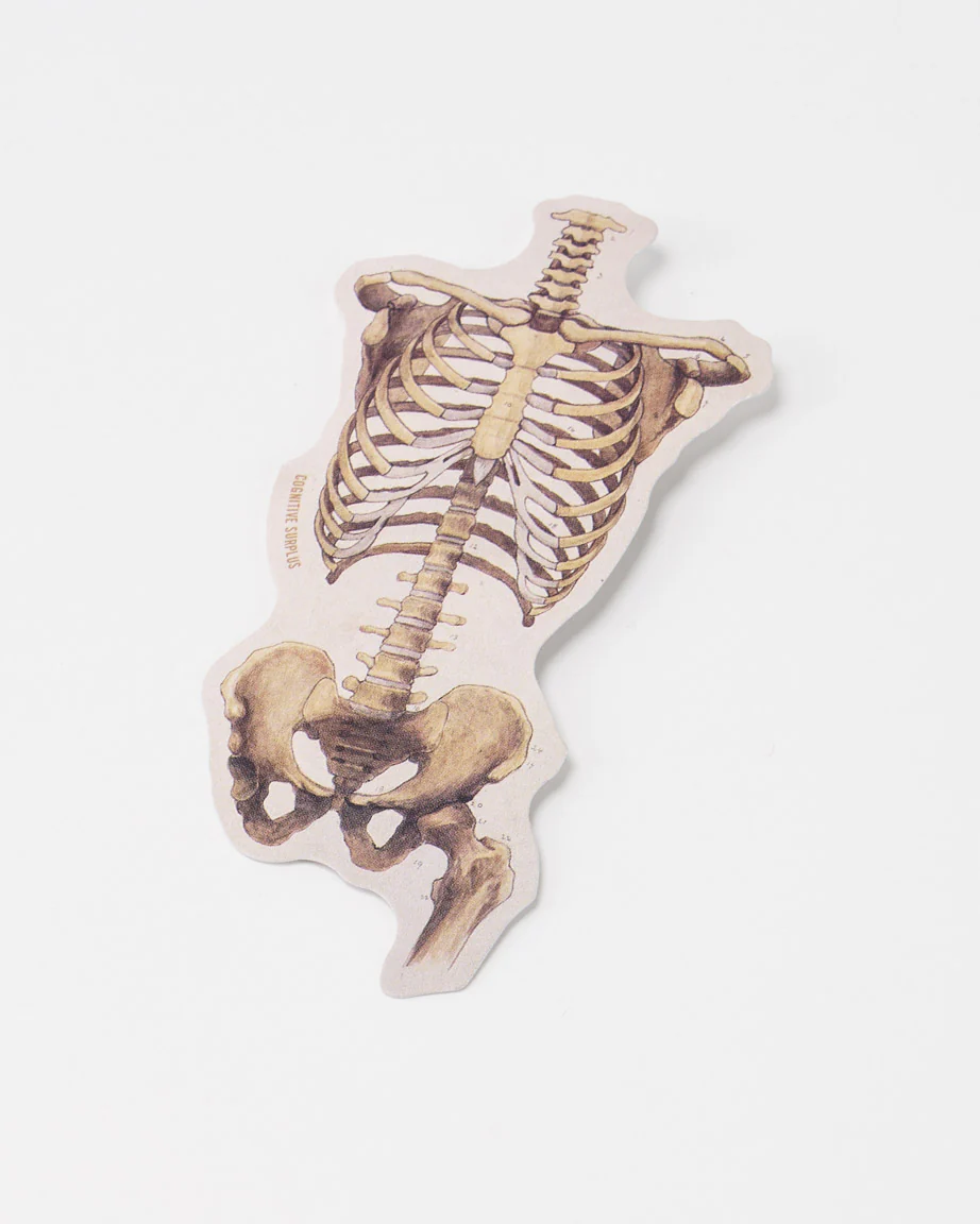 Skeletal Rib Cage and Pelvis Sticker - Image 2