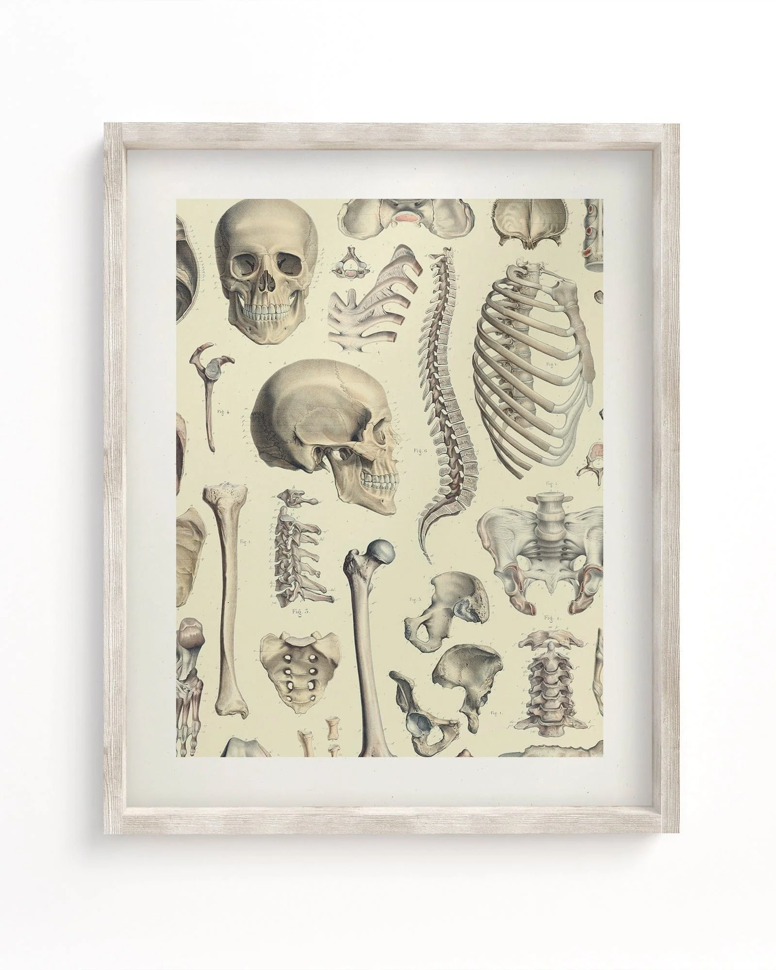 Skeleton Scientific Illustration Museum Print
