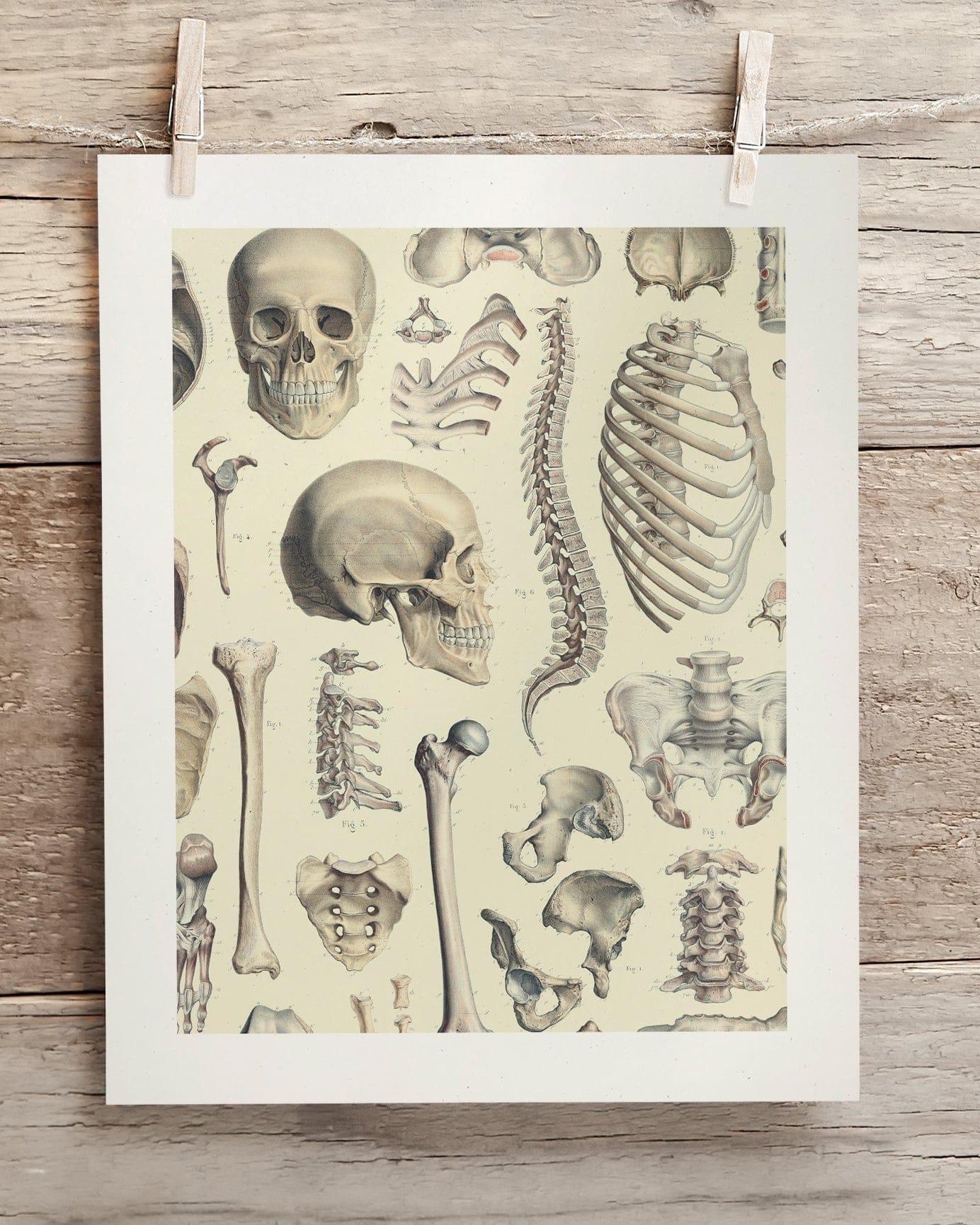 Skeleton Scientific Illustration Museum Print - Image 2