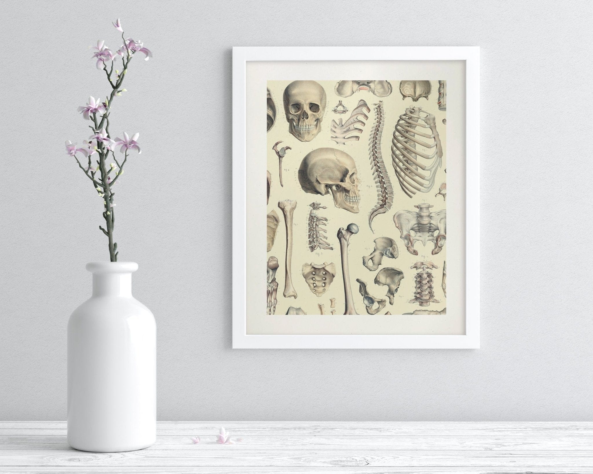 Skeleton Scientific Illustration Museum Print - Image 3