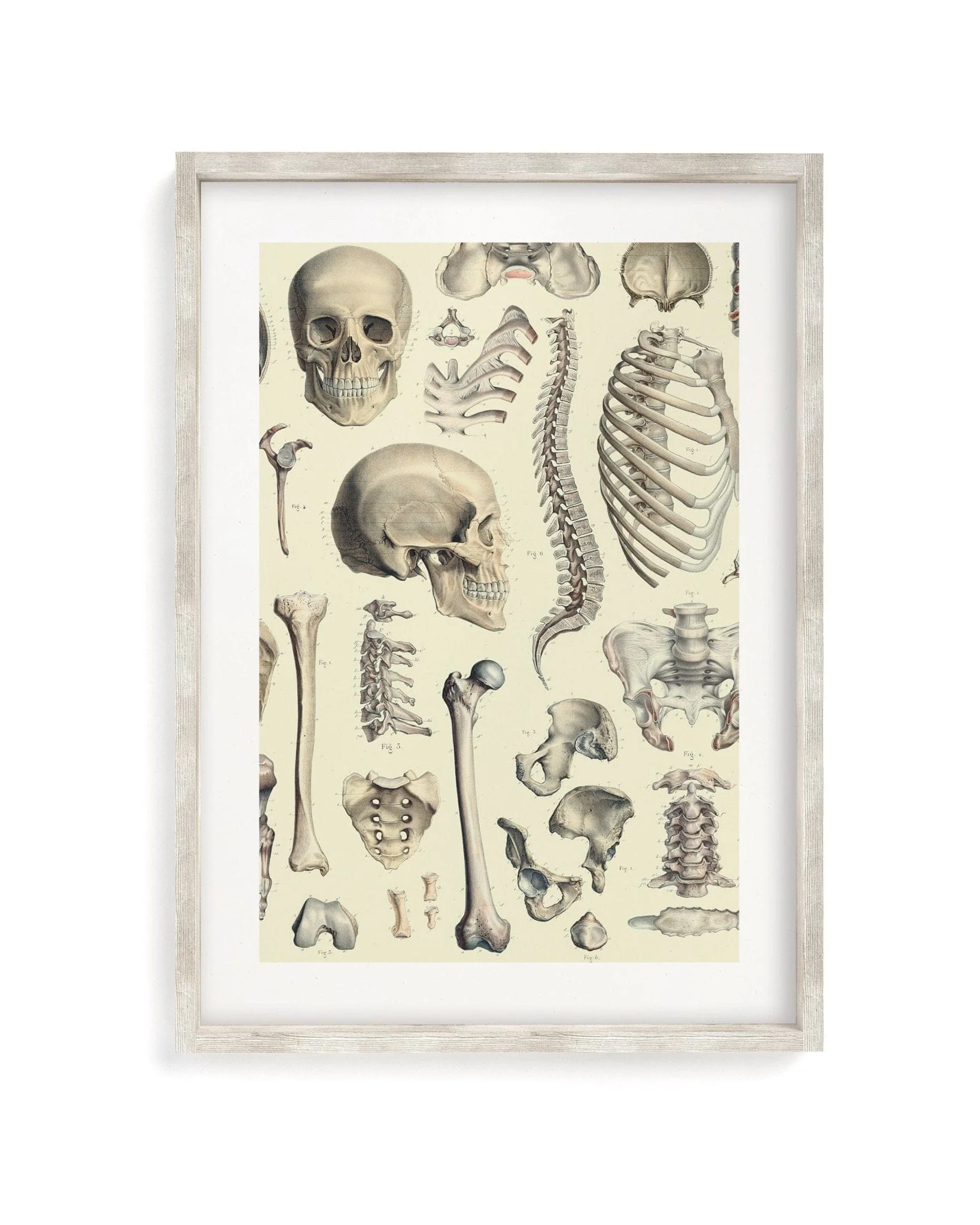 Skeleton Scientific Illustration Museum Print - Image 4