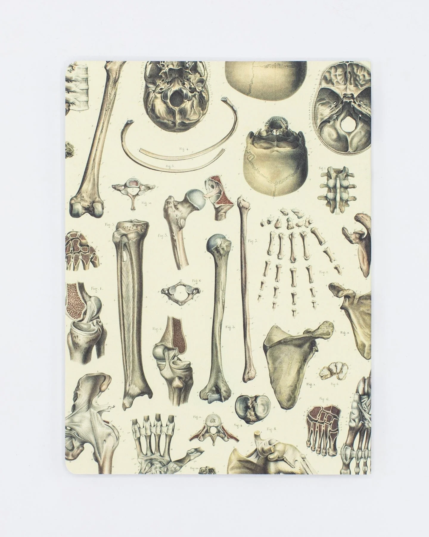 Skeleton Plate 2 Softcover Notebook - Lined - Image 2