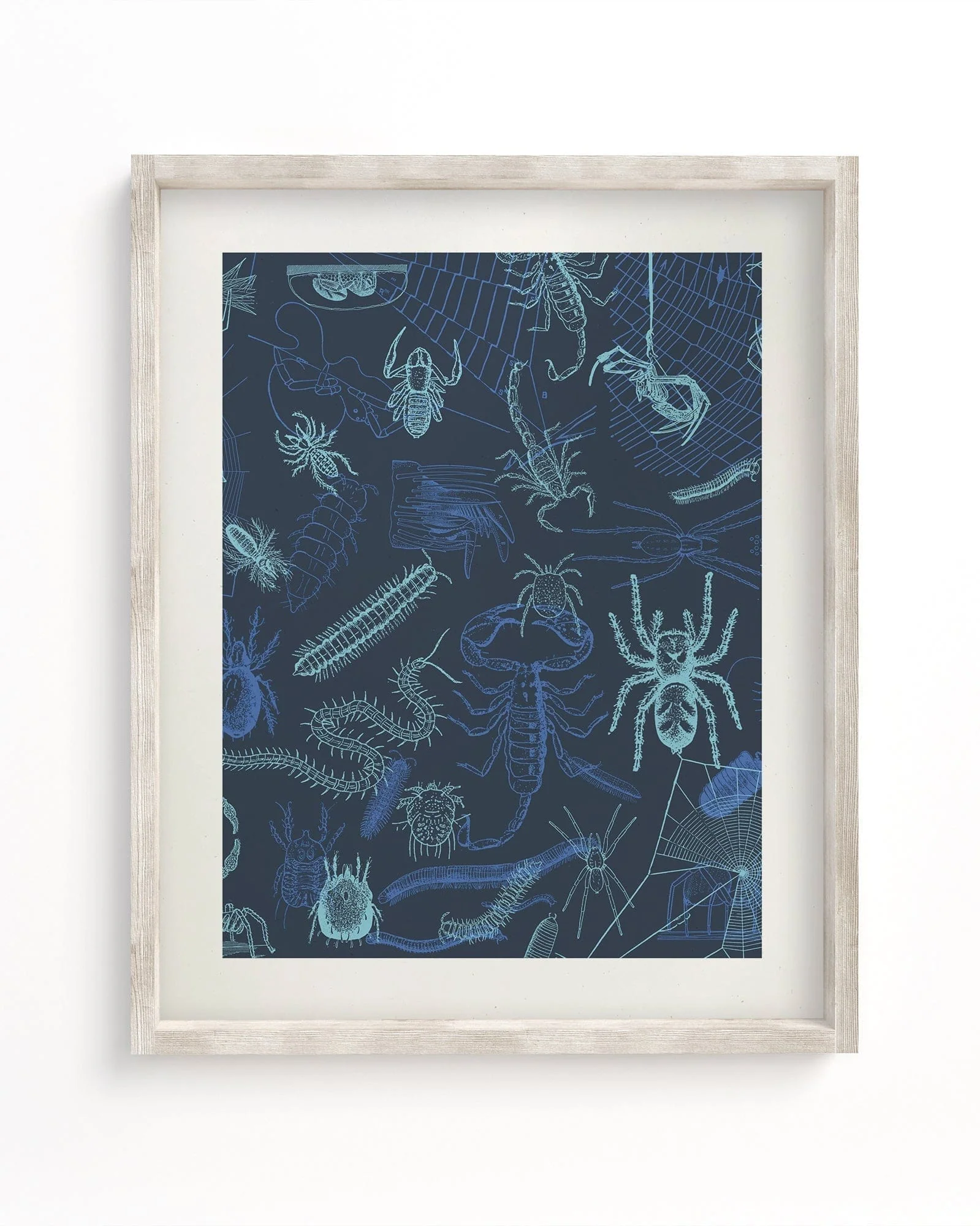 Spiders Scientific Illustration Museum Print